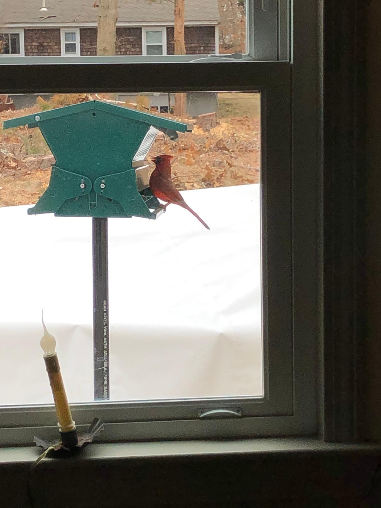 Woodlink Absolute II Squirrel Resistant Bird Feeder Model 7536, 12 lbs, Model:301045 customer photo 2