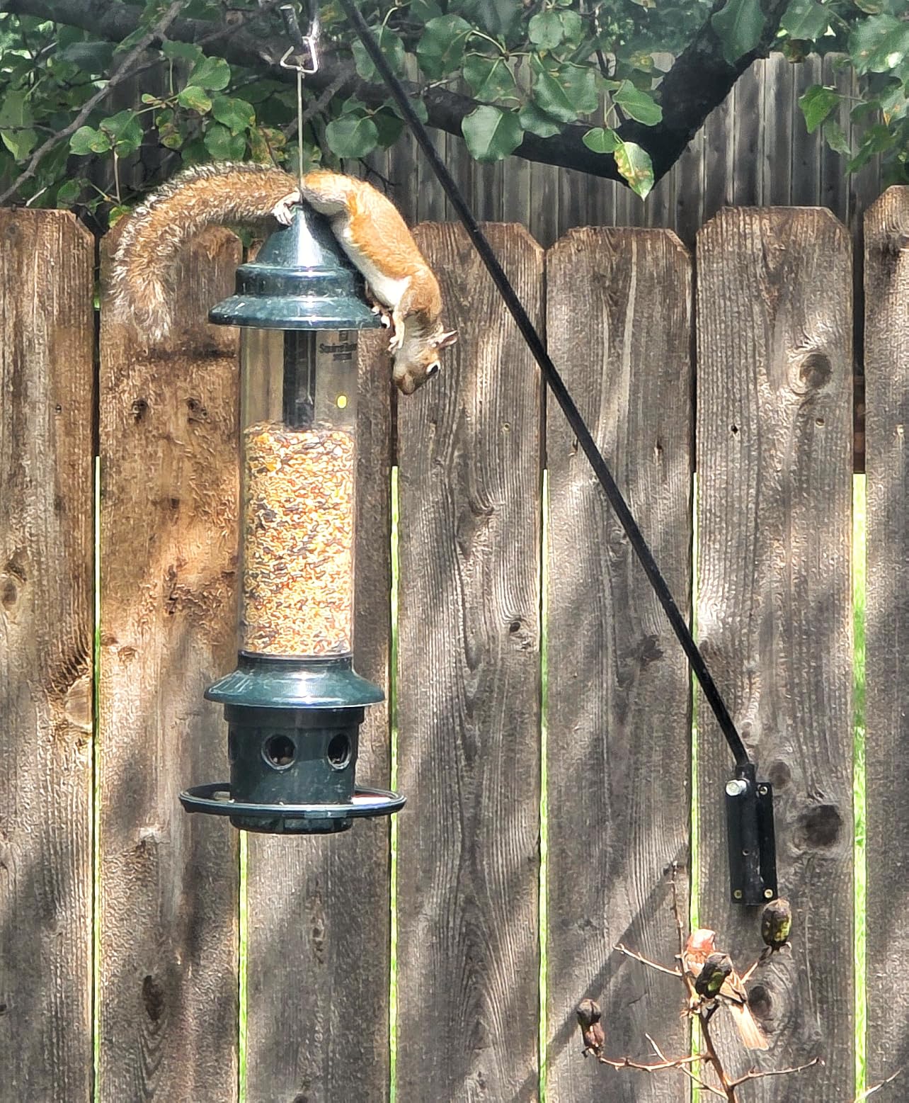 Squirrel Buster Plus Squirrel-proof Bird Feeder w/Cardinal Ring and 6 Feeding Ports, 5.1-pound Seed Capacity, Adjustable, Pole-mountable (POLE ADAPTOR SOLD SEPARATELY), Green customer photo 1