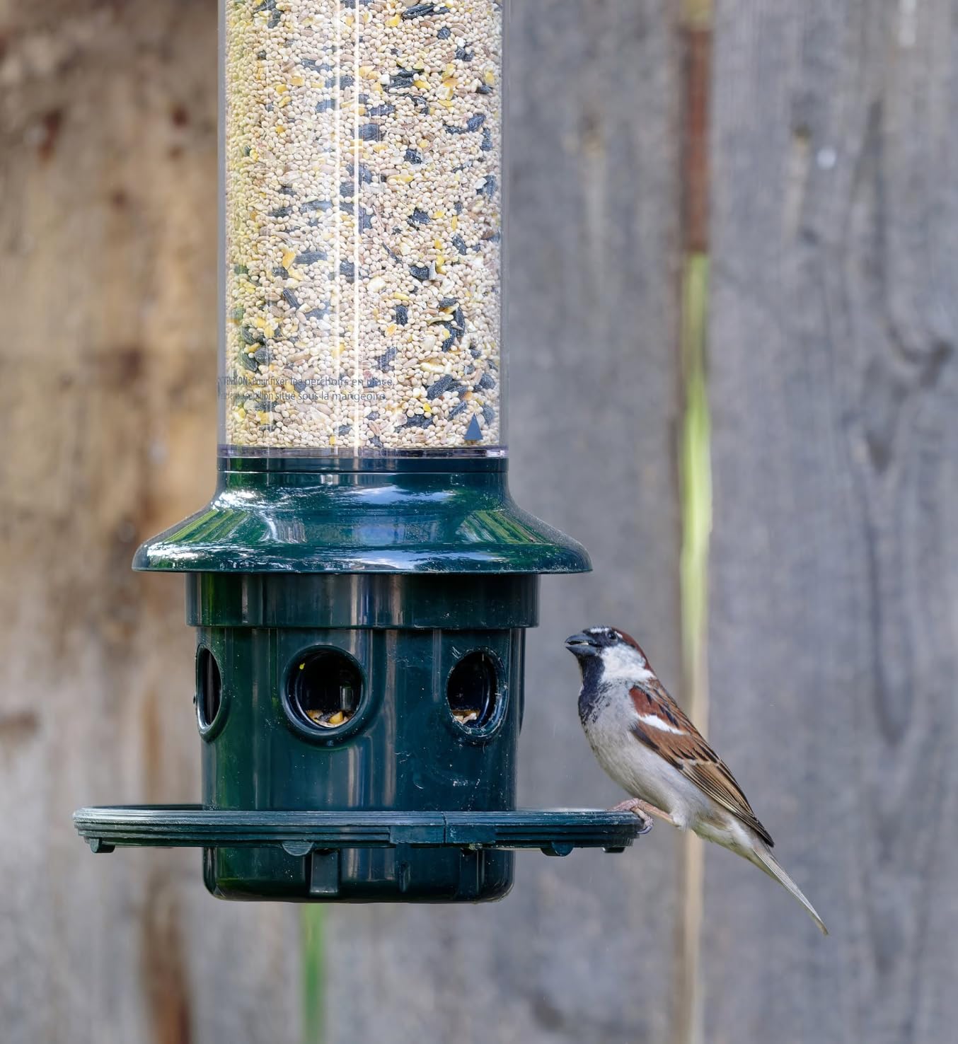 Squirrel Buster Plus Squirrel-proof Bird Feeder w/Cardinal Ring and 6 Feeding Ports, 5.1-pound Seed Capacity, Adjustable, Pole-mountable (POLE ADAPTOR SOLD SEPARATELY), Green customer photo 2