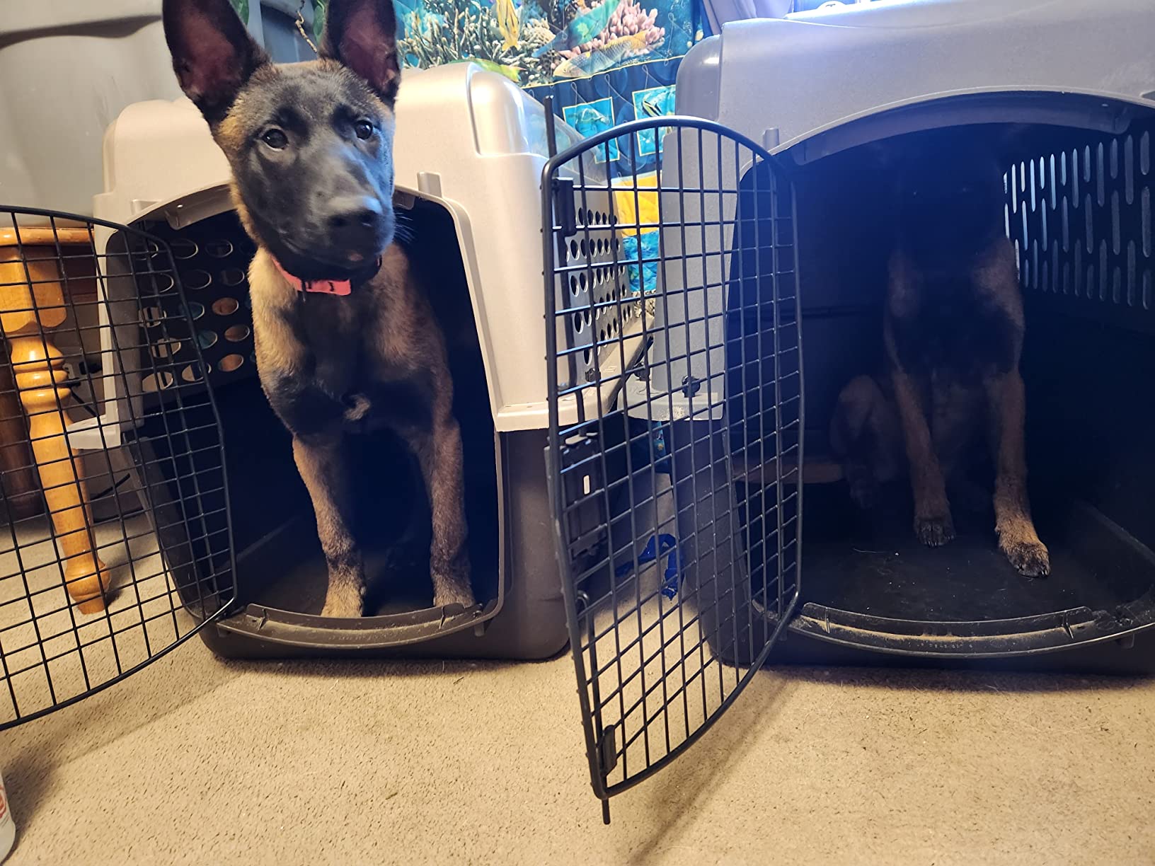 Petmate Large Breeds Dog Kennel, Dark Gray and Black customer photo 2