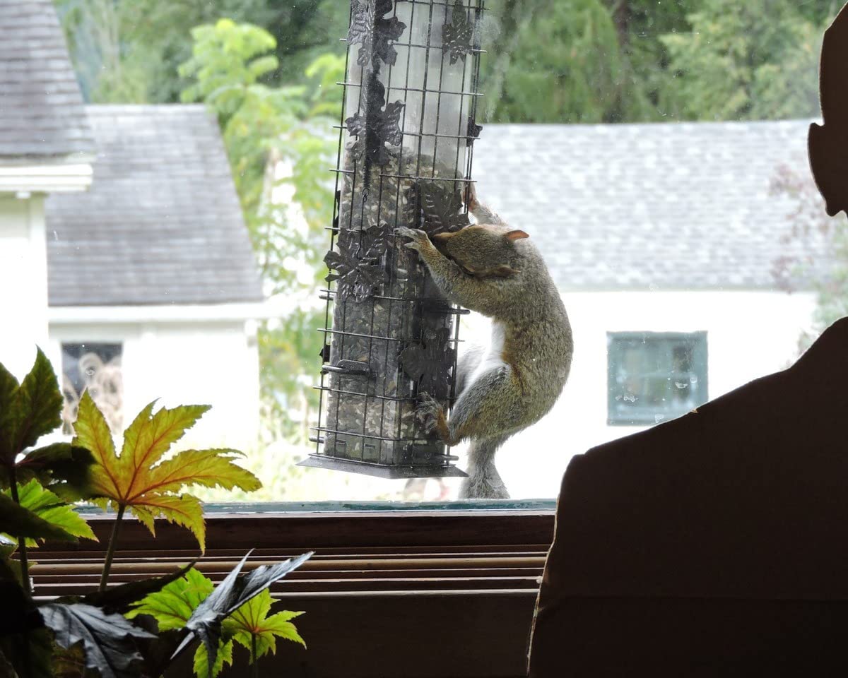 Perky-Pet Squirrel-Be-Gone Bird Feeder, 2 lb Seed Capacity customer photo 1
