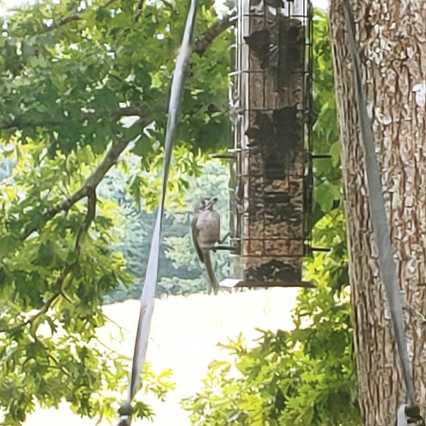 Perky-Pet Squirrel-Be-Gone Bird Feeder, 2 lb Seed Capacity customer photo 2