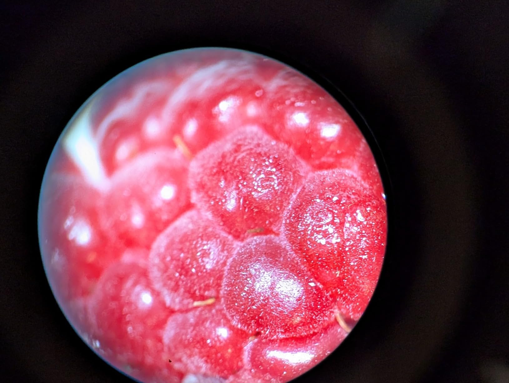 AmScope SE306R-P-LED Cordless LED Stereo Microscope, 20x-40x customer photo 1