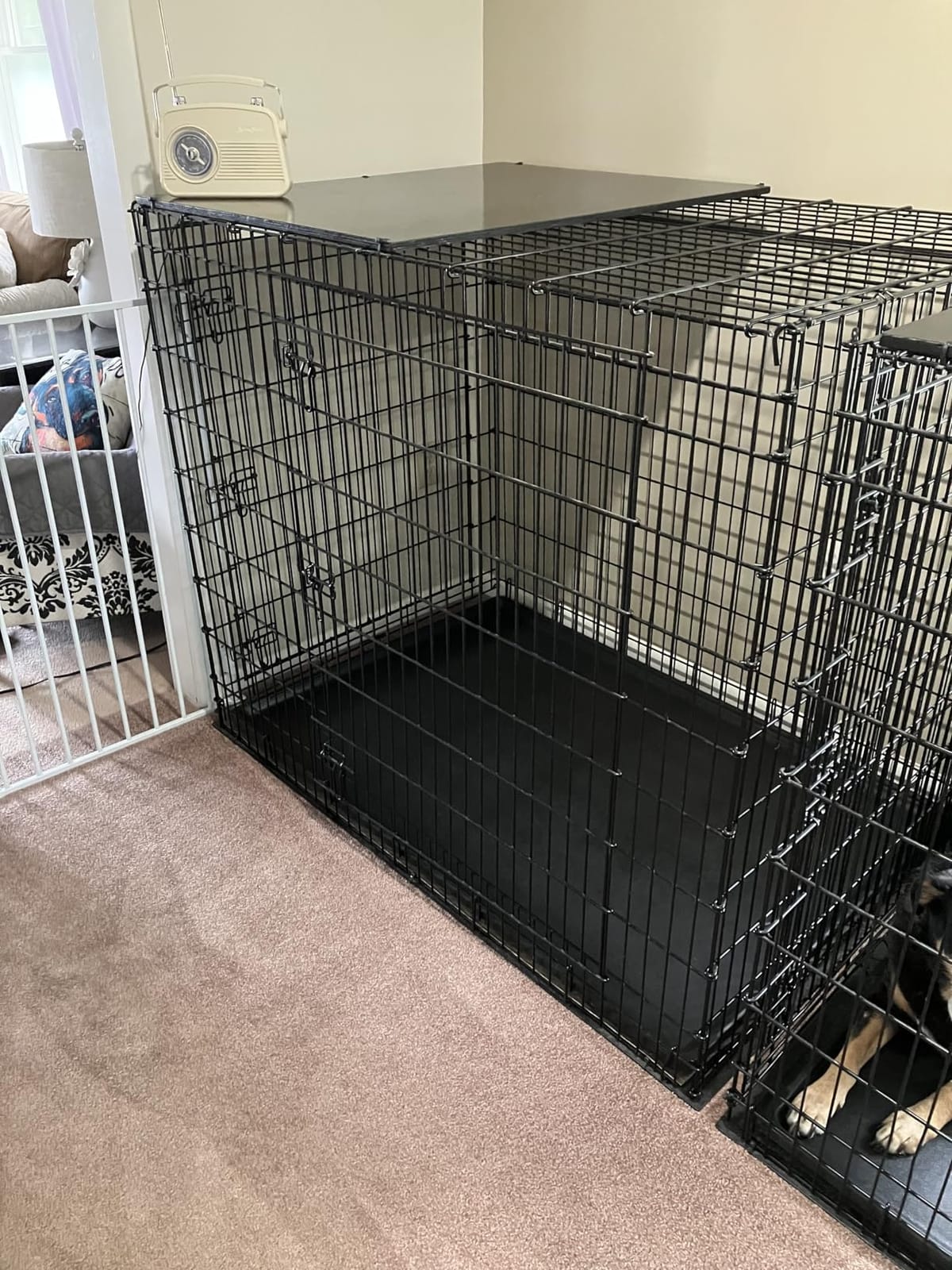 Solutions by Midwest 54-Inch Double Door Crate, Giant Breed Dogs, 100+ lbs customer photo 1
