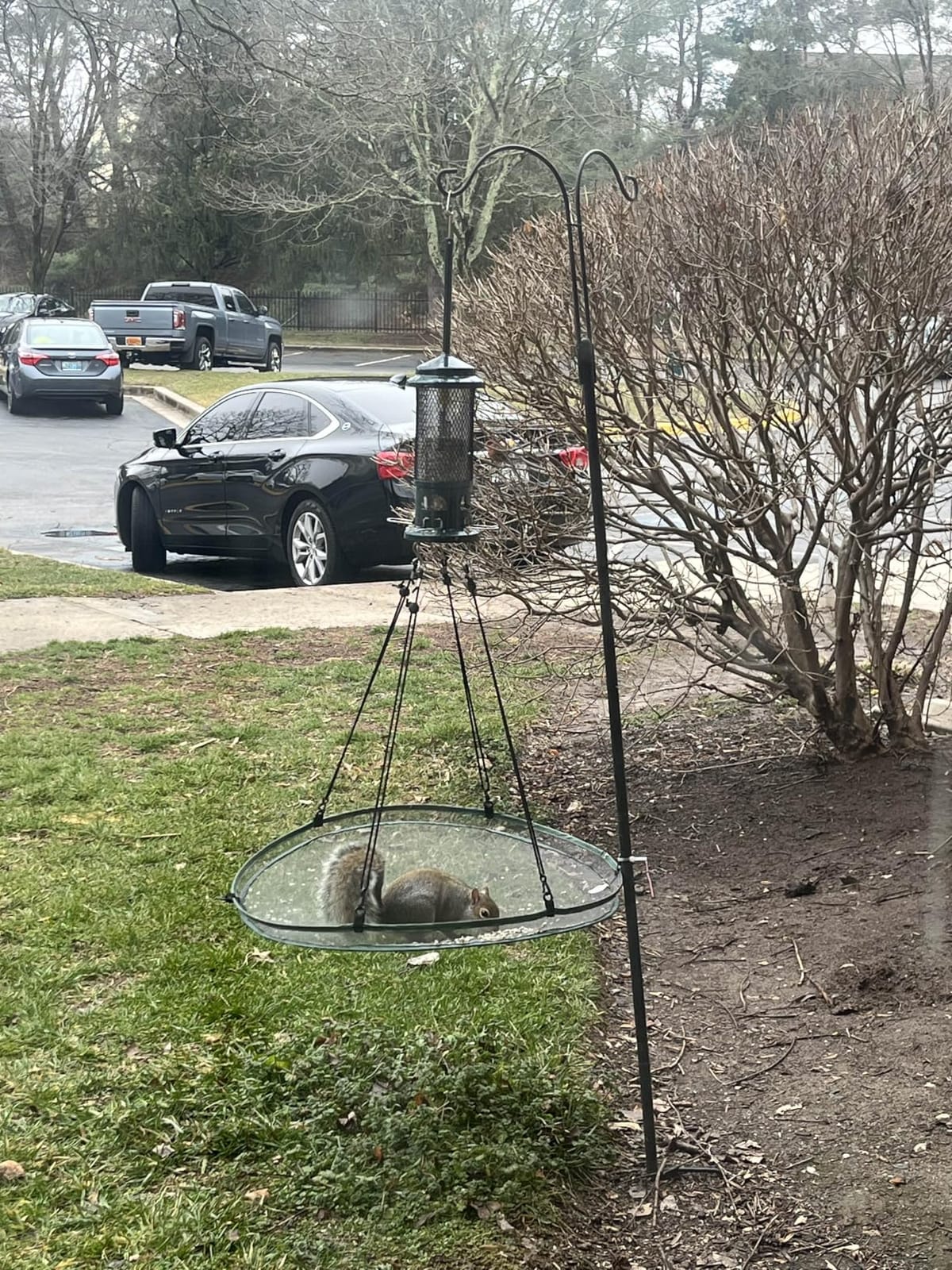 Squirrel Buster Standard Squirrel-proof Bird Feeder w/4 Metal Perches, 1.3-pound Seed Capacity, garden green customer photo 1