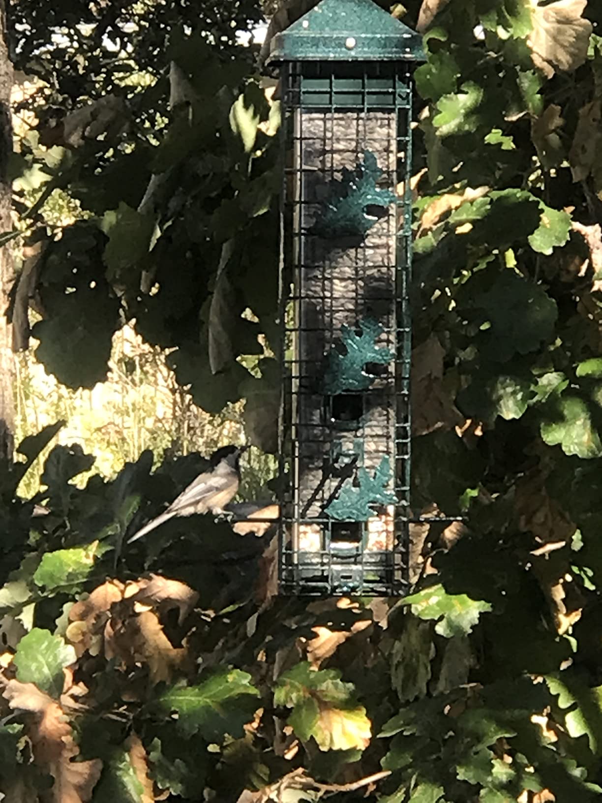 Squirrel Solution200 Squirrel-proof Bird Feeder w/6 Feeding Ports, 3.4-pound Seed Capacity, Free Seed Funnel customer photo 2