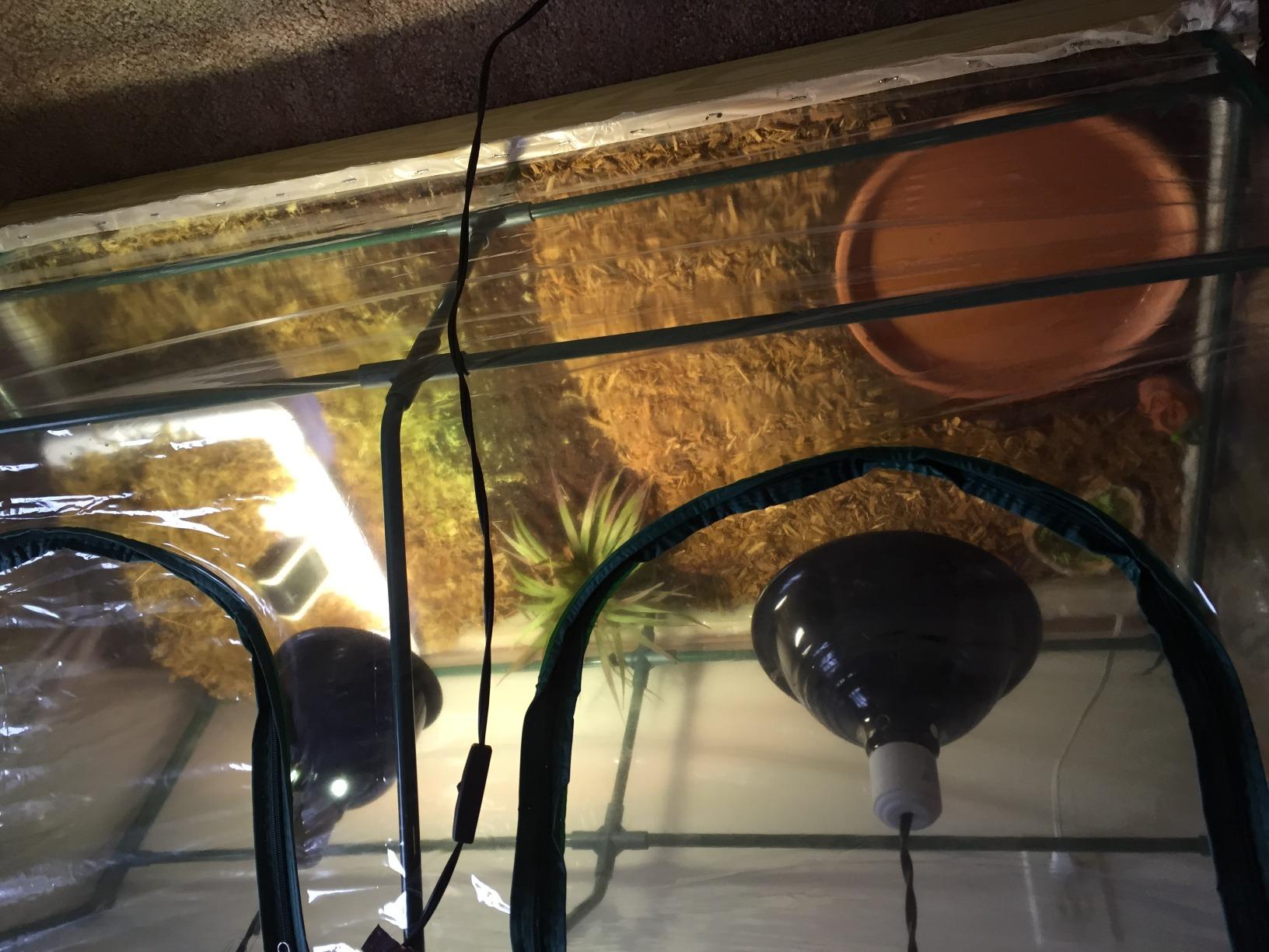 Garden Raised Bed and Cold Frame Greenhouse Cloche customer photo 2