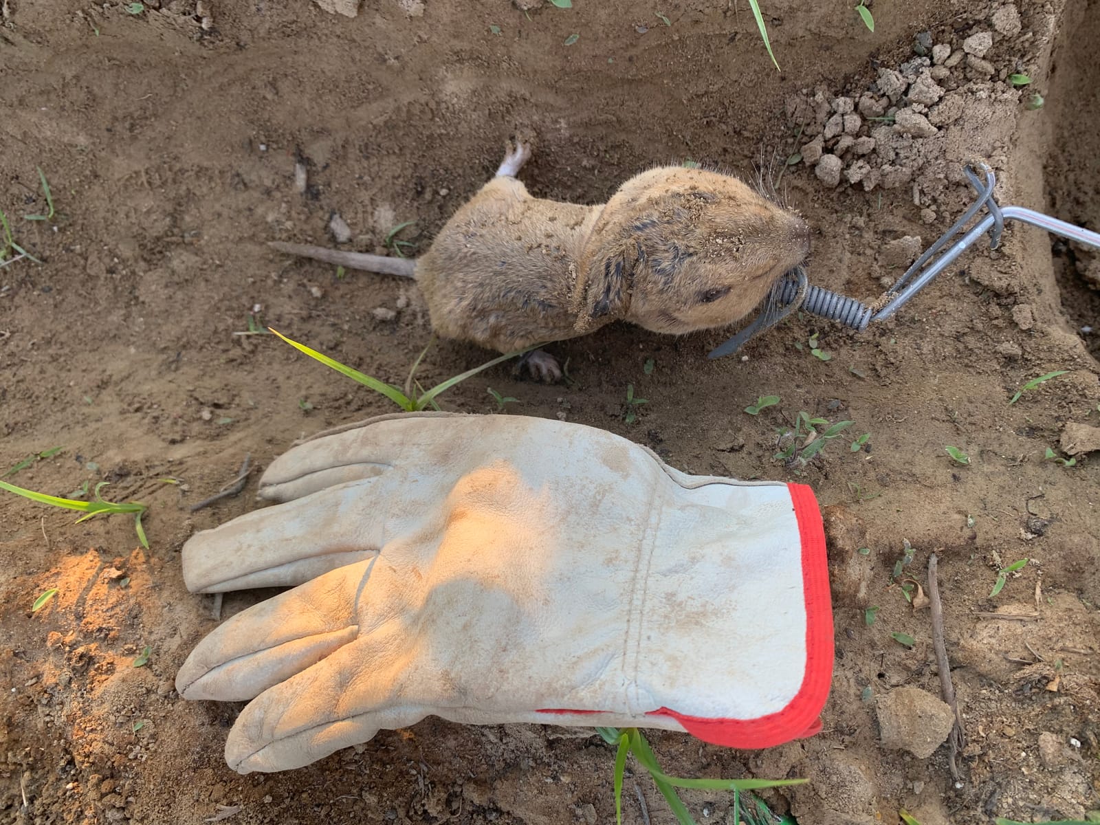 Six Pack of DK-1 Gopher Traps. Pocket Gopher Traps customer photo 1