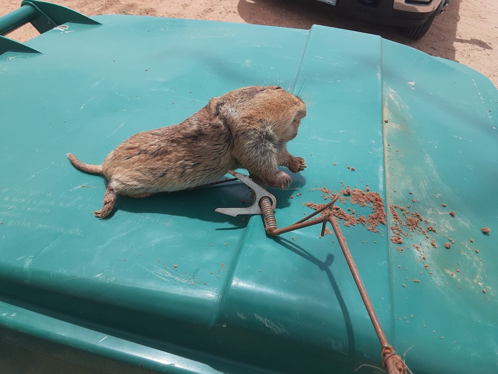 Six Pack of DK-1 Gopher Traps. Pocket Gopher Traps customer photo 2