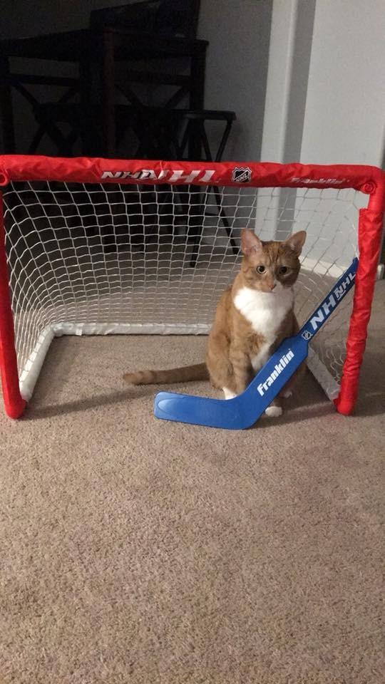 Franklin Sports NHL Kids Mini + Knee Hockey Goal Set of 2 customer photo 1