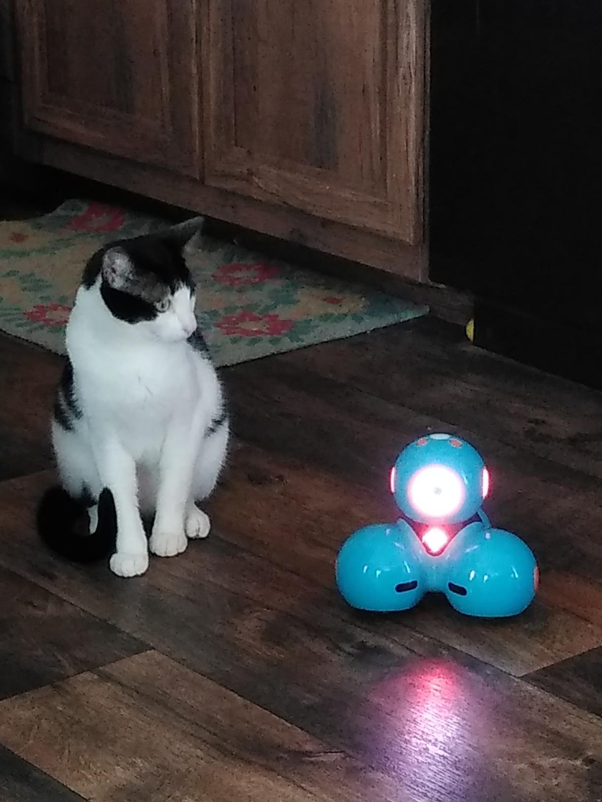 Wonder Workshop Dash Robot - Coding Robots for Kids 6 and Older customer photo 2
