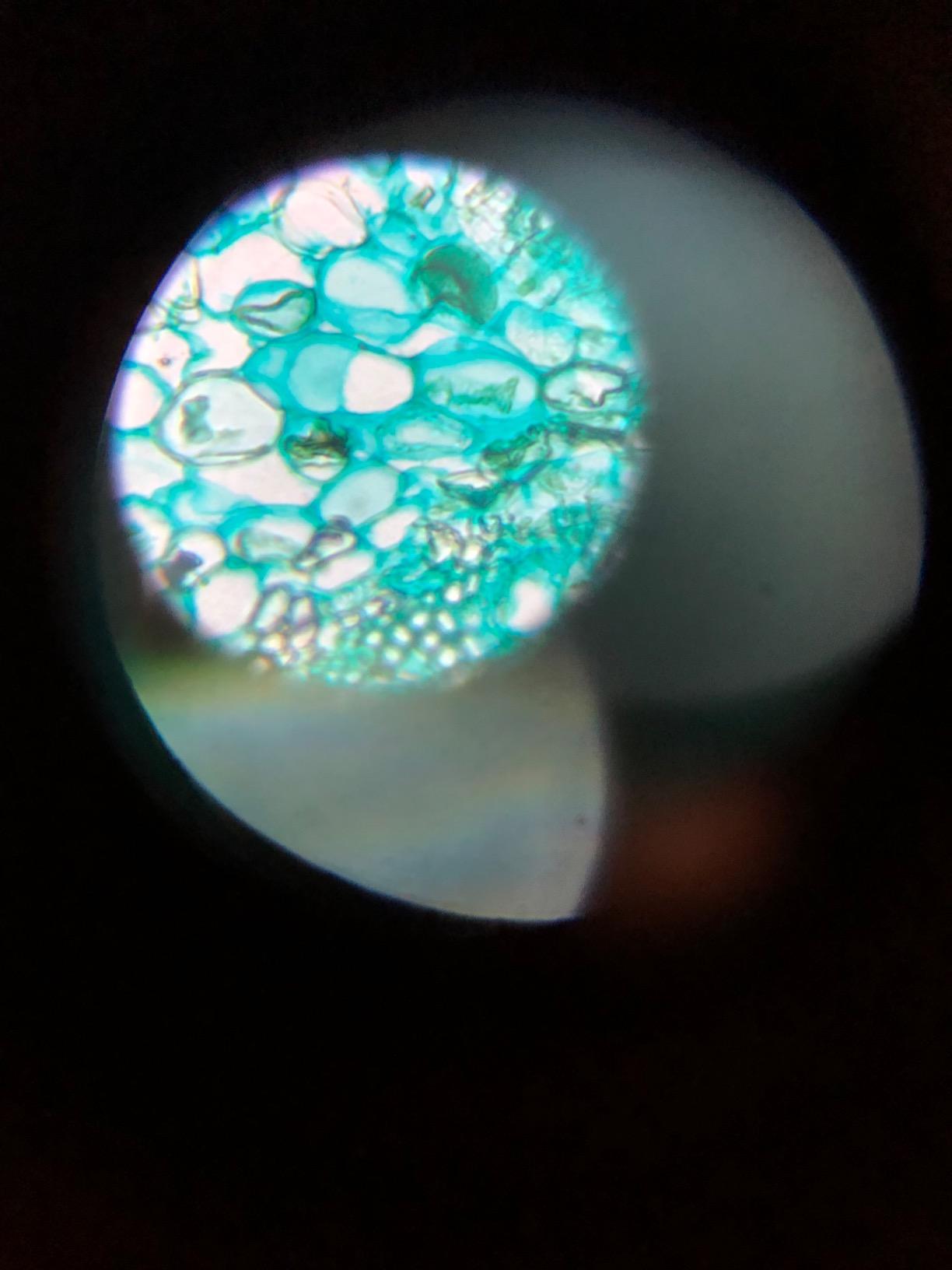 AmScope M102C-PB10 1000X Biological Compound Microscope with Prepared customer photo 1