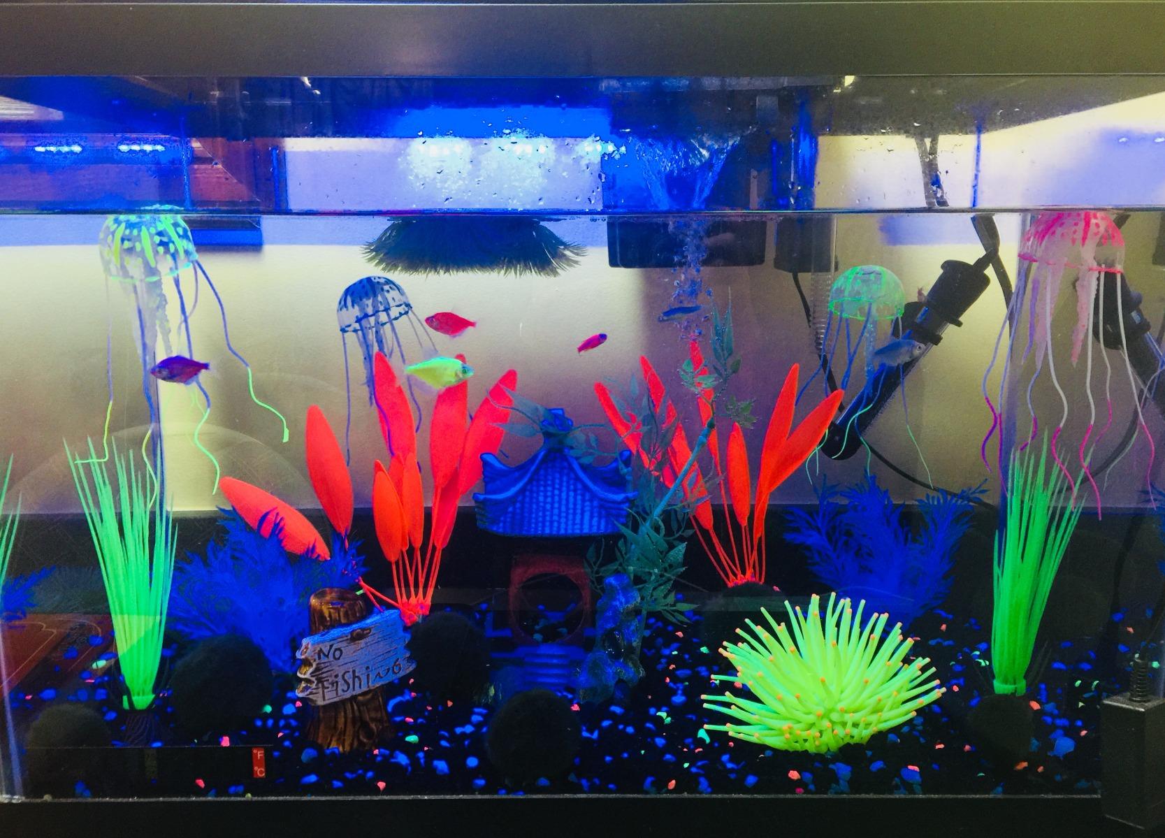 GloFish 20 Gallon Aquarium Kit with LED Lights, Decor Heater and Filter customer photo 1