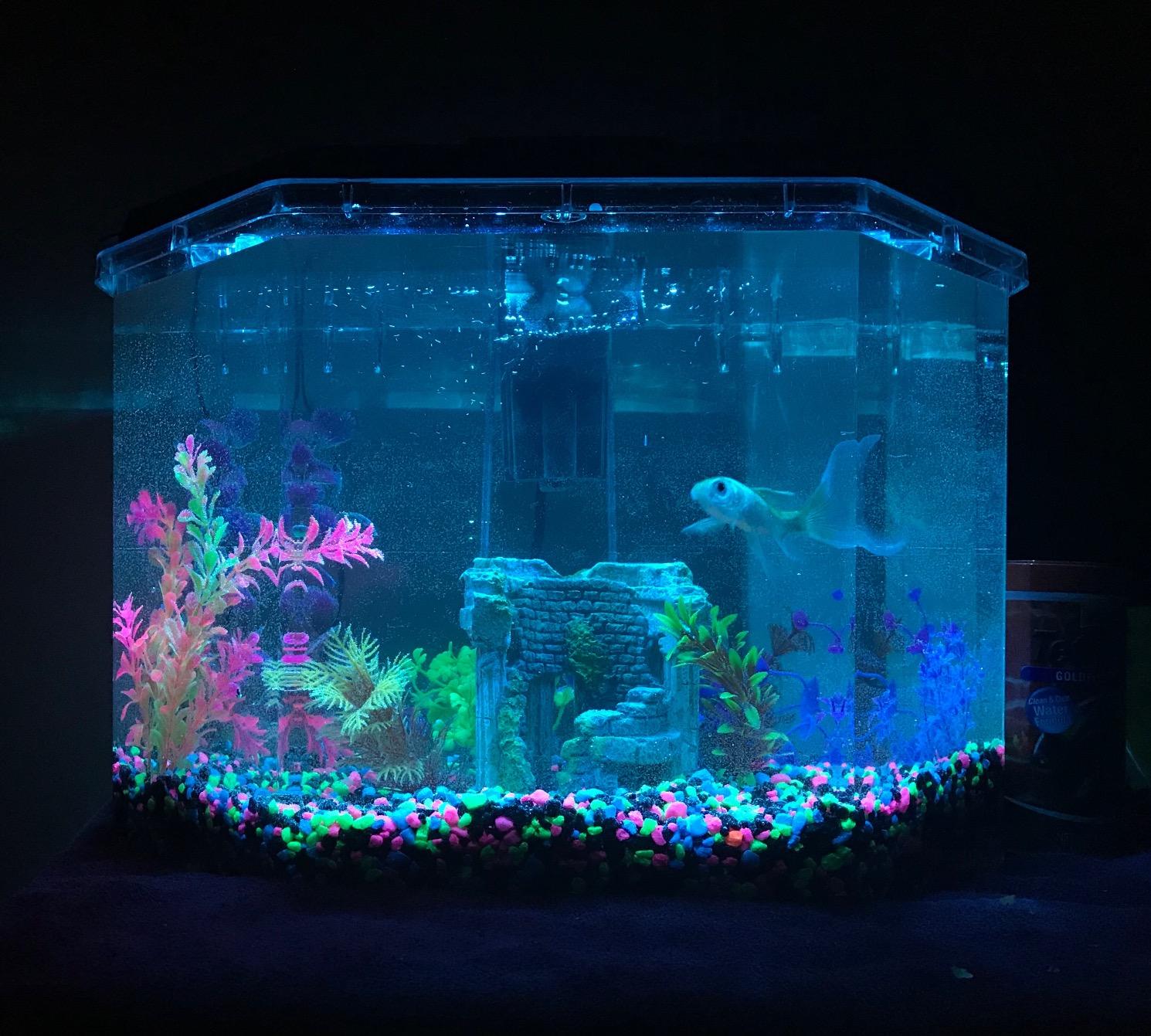 Koller Products 6.5-Gallon Aquarium Kit with Power Filter and LED Lighting, (AP650) customer photo 2