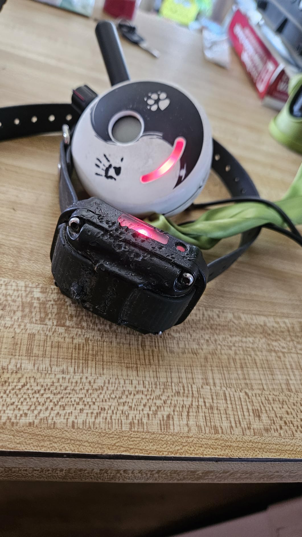 Educator ET-300 Mini E Collar for Dog Training with Remote - 1/2 Mile Range, Waterproof, 100 Blunt Stimulation Levels, Tone or Vibration Mode, Night Light Tracking for Small, Medium & Large Dogs customer photo 2
