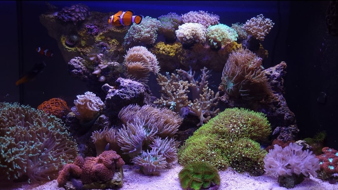 Fluval Evo XII Saltwater Aquarium Kit, 13.5 Gal. customer photo 1