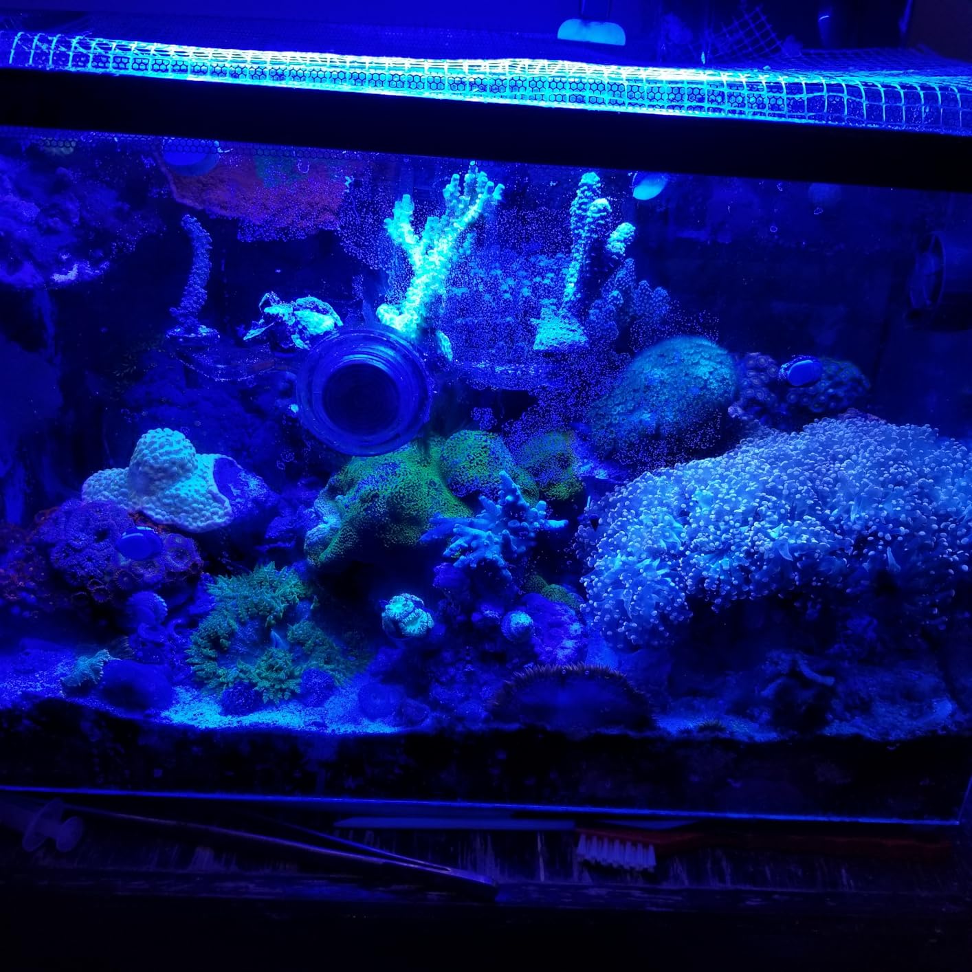 Fluval Evo XII Saltwater Aquarium Kit, 13.5 Gal. customer photo 2