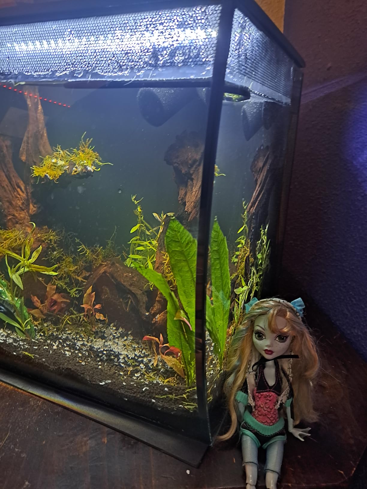 Fluval Flex 9 Gallon Glass Aquarium Kit, Black customer photo 2