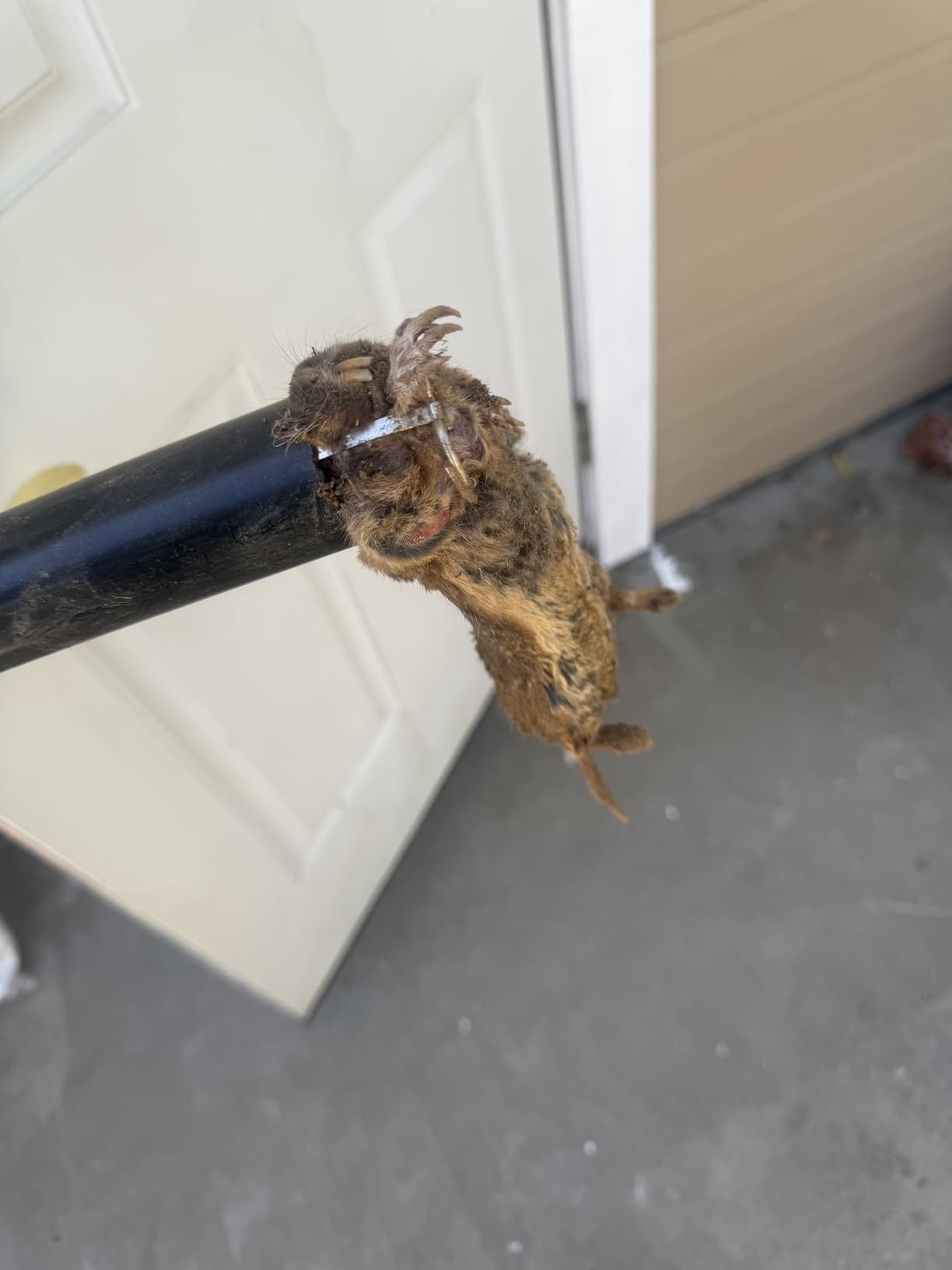 GopherHawk® Single Trap for Gophers and Moles, 1 GH-TRP customer photo 1