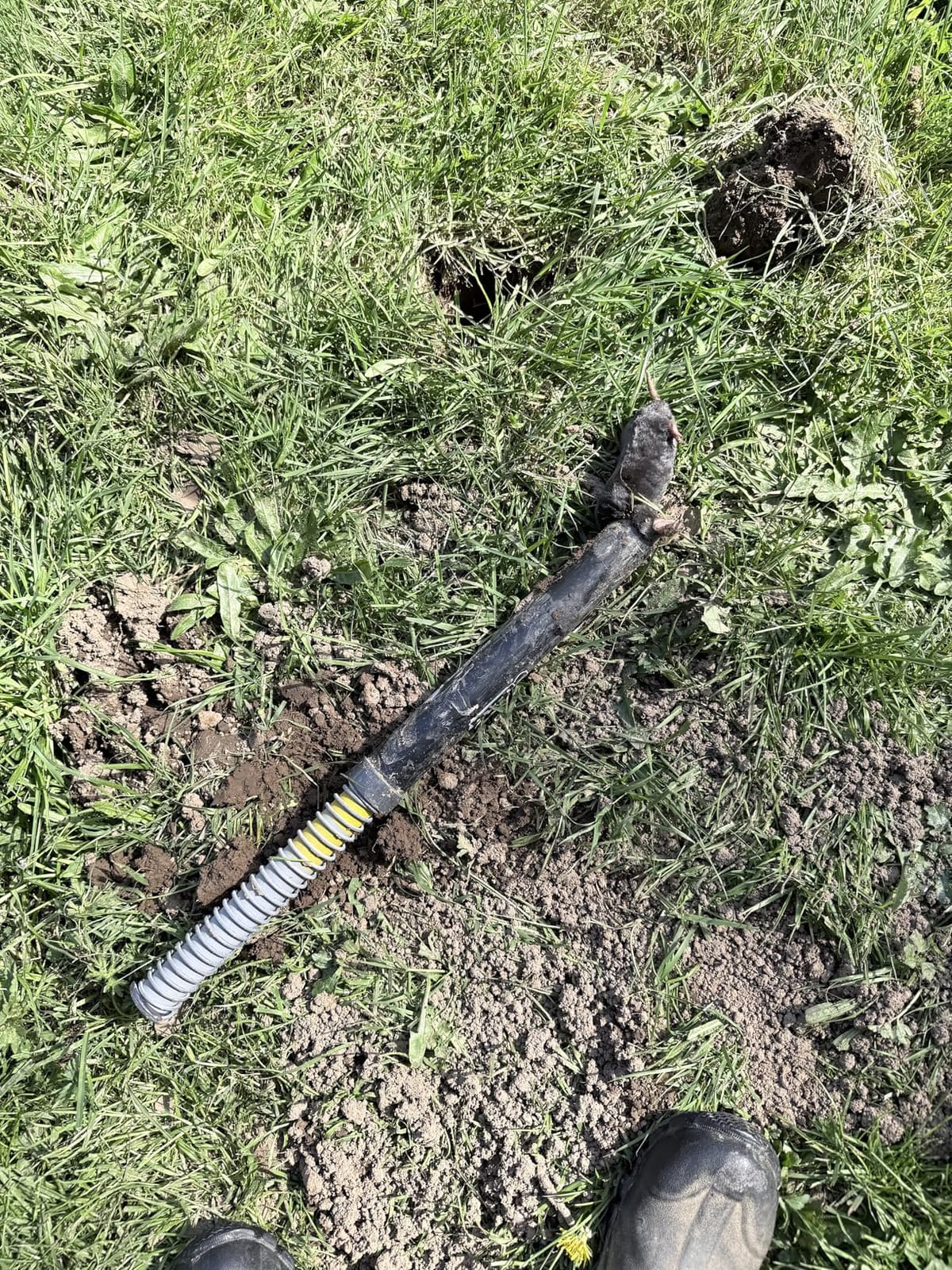 GopherHawk® Single Trap for Gophers and Moles, 1 GH-TRP customer photo 2