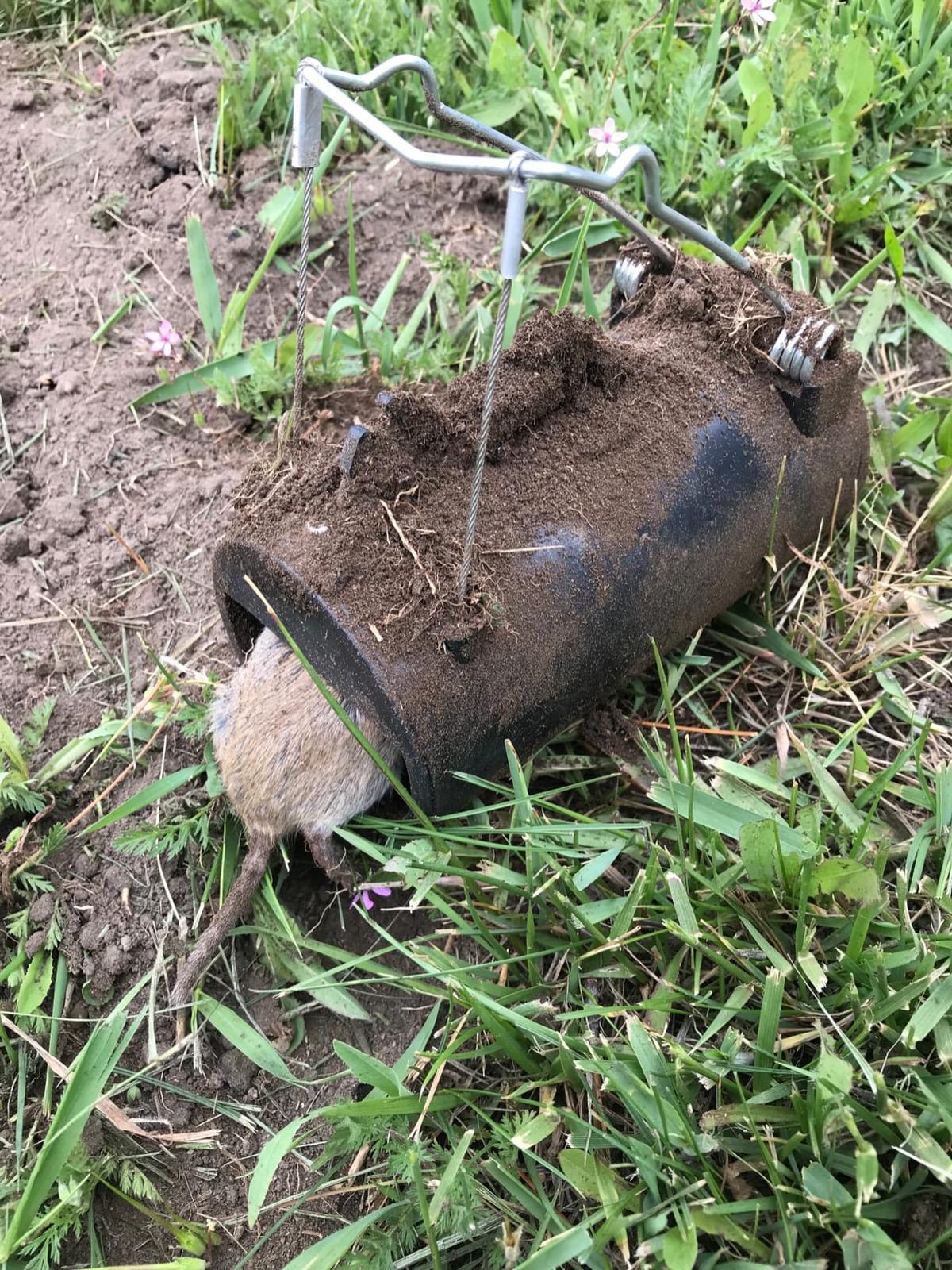 Gopher Trap Black Hole – Pocket Gopher & Yard Mole Tunnel Trap – Easy-Set Reusable Design – Non-Toxic, Spring-Loaded Rodent Eliminator customer photo 1