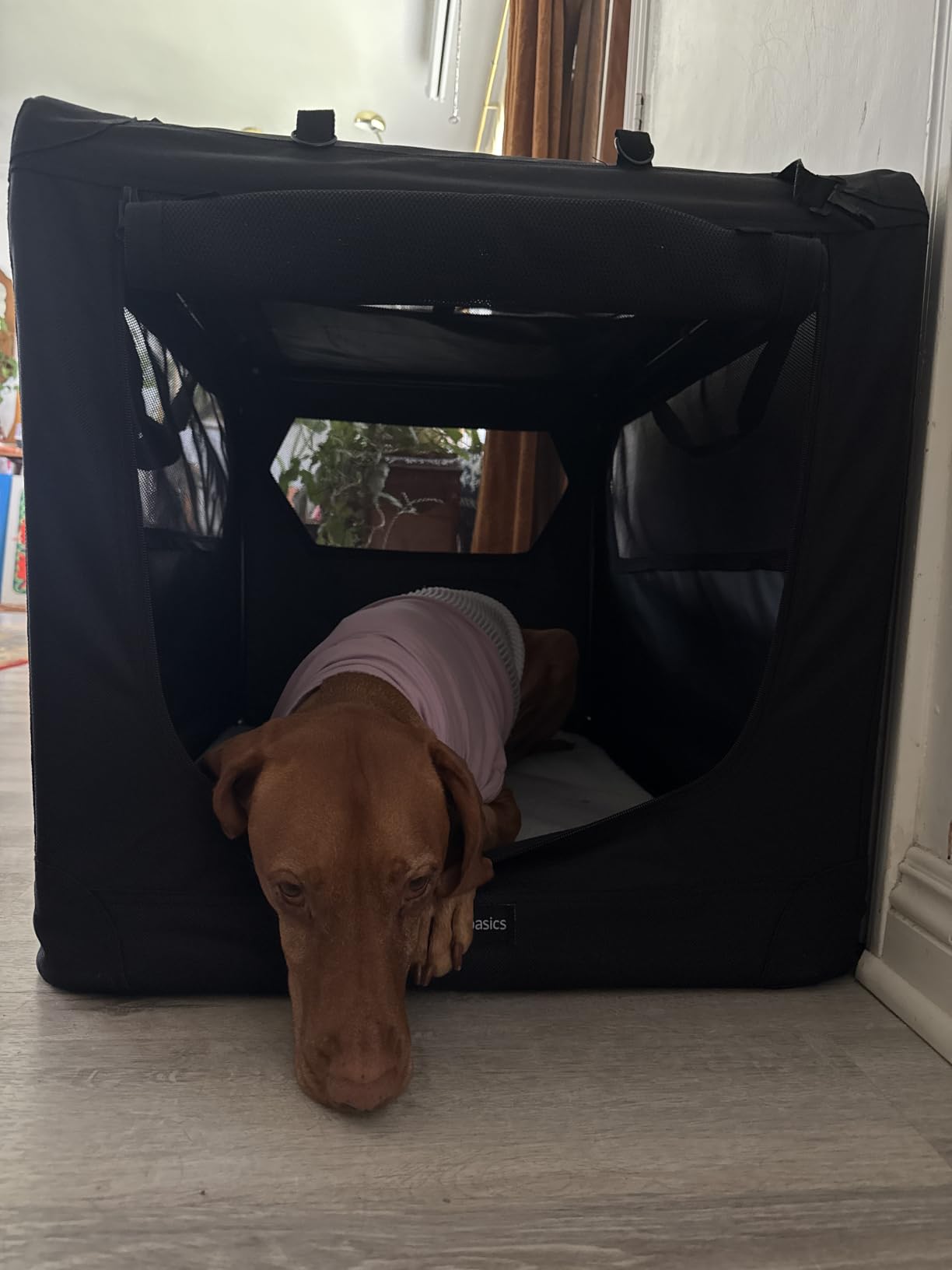 Amazon Basics Portable Folding Soft Pet Dog Crate Carrier Kennel for Large Dogs, Easy to Clean, 36 x 24 x 24 inches, Grey customer photo 1