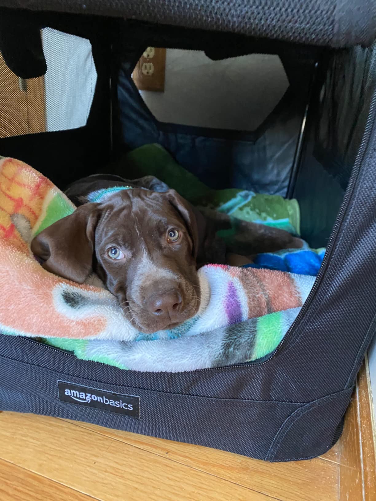 Amazon Basics Portable Folding Soft Pet Dog Crate Carrier Kennel for Large Dogs, Easy to Clean, 36 x 24 x 24 inches, Grey customer photo 2