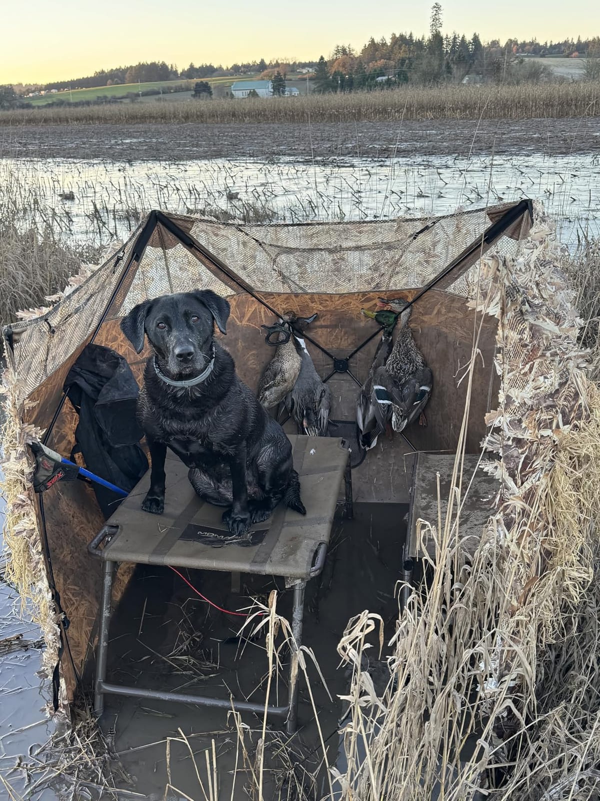AUSCAMOTEK Pop Up Ground Blind for Deer Duck Turkey Hunting Portable Quick Setup Lightweight Green/Brown/Dry Grass Ground Peg Included customer photo 1