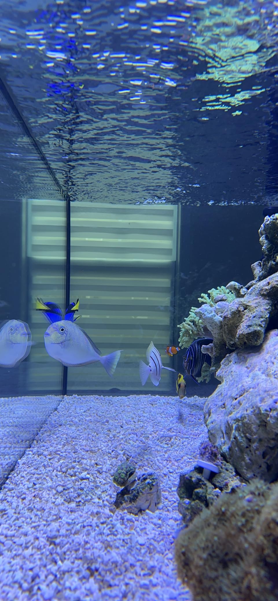 Empire USA Starfire Glass Aquarium 60x24x24 Inch 150 Gallon customer photo 2