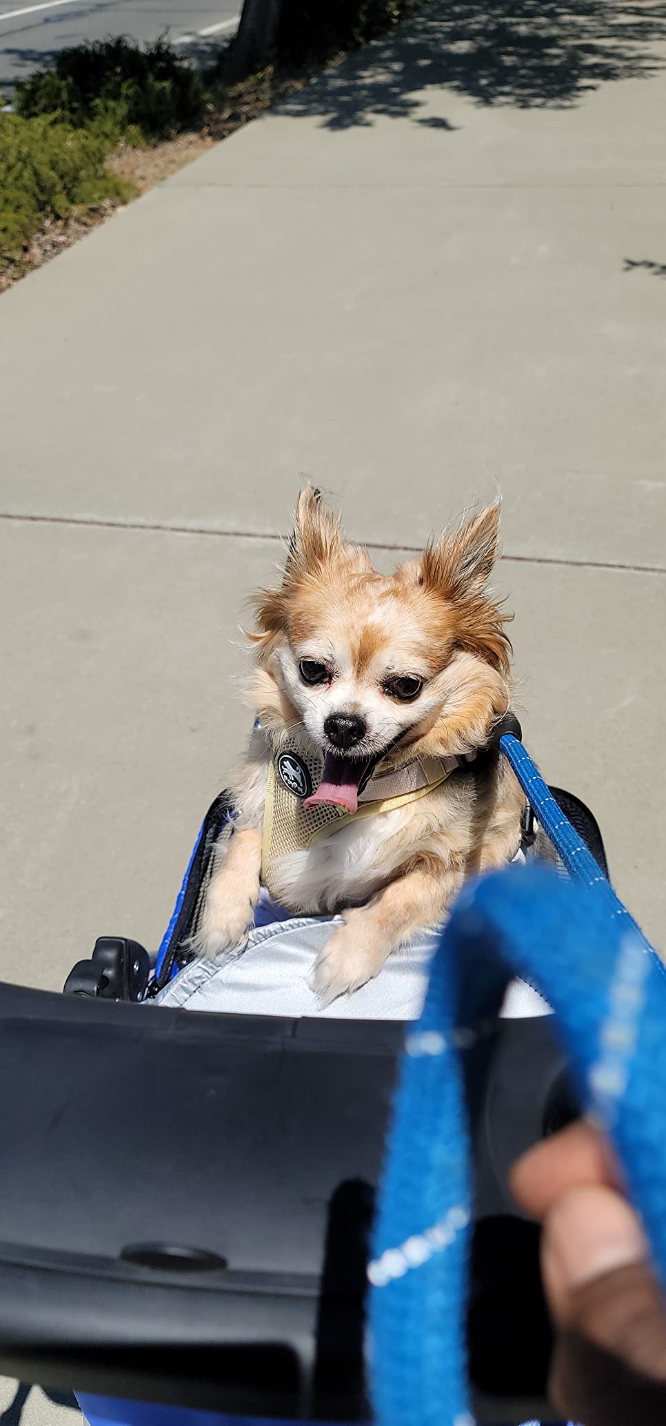 Dog Stroller Pet Stroller Cat Strollers Jogger Folding Travel Carrier Durable 4 Wheels Doggie Cage with Cup Holders 35Lbs Capacity Waterproof Puppy Strolling Cart for Small-Medium Dogs, Cats - Teal customer photo 1