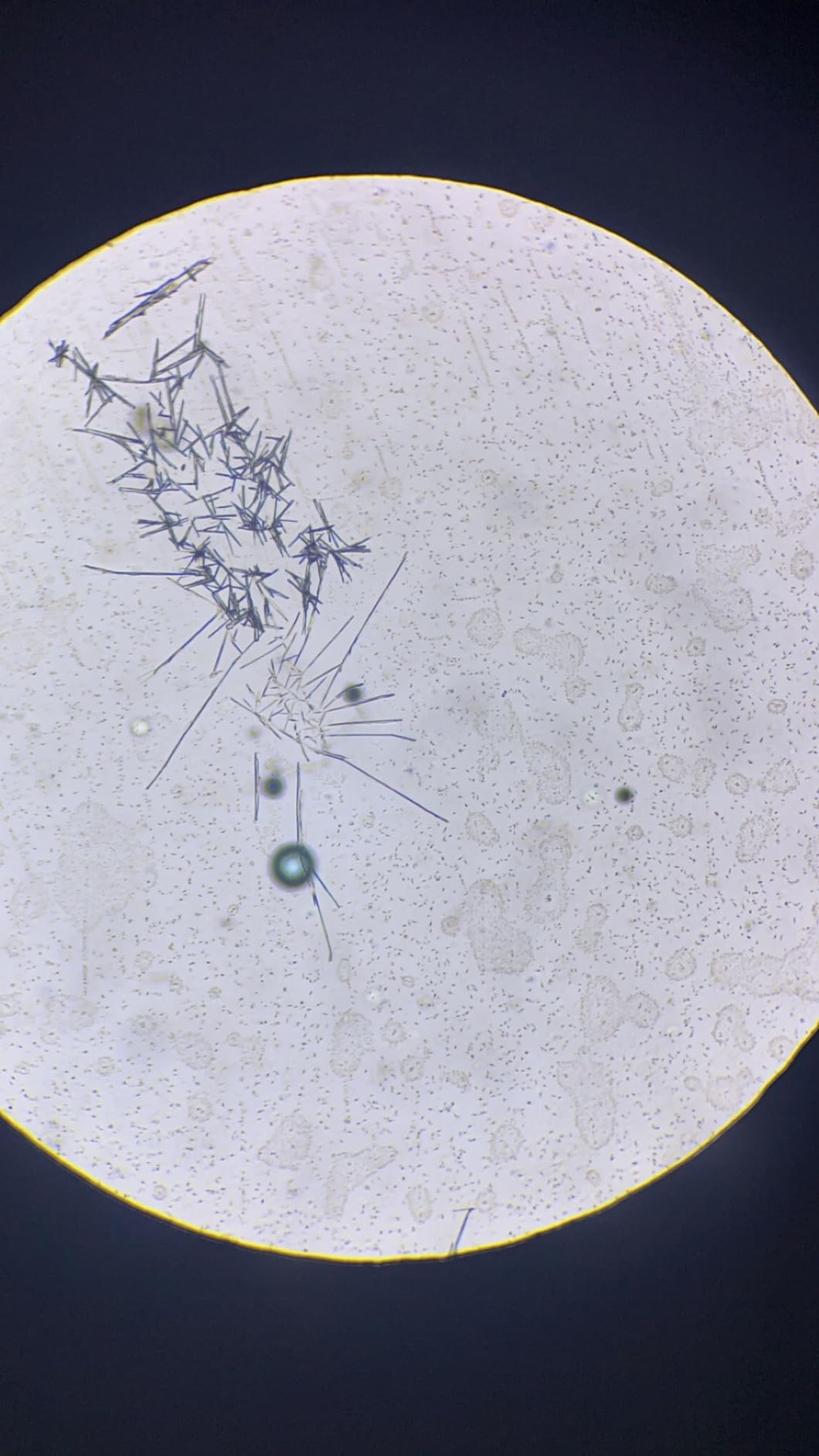 2000X Compound Microscope for Kids Adults: Microscope for Biology Education customer photo 1