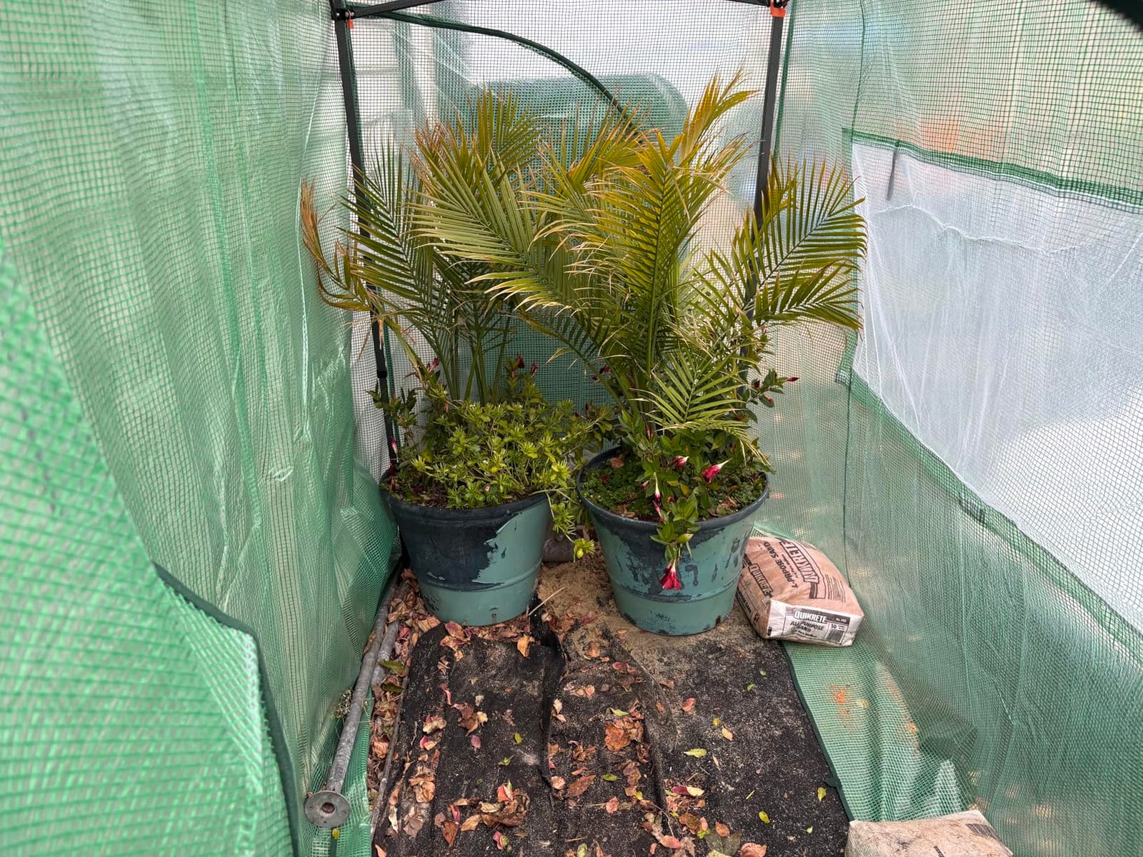 EAGLE PEAK 8x6 Easy Setup Pop Up Greenhouse, Clear/Green customer photo 2