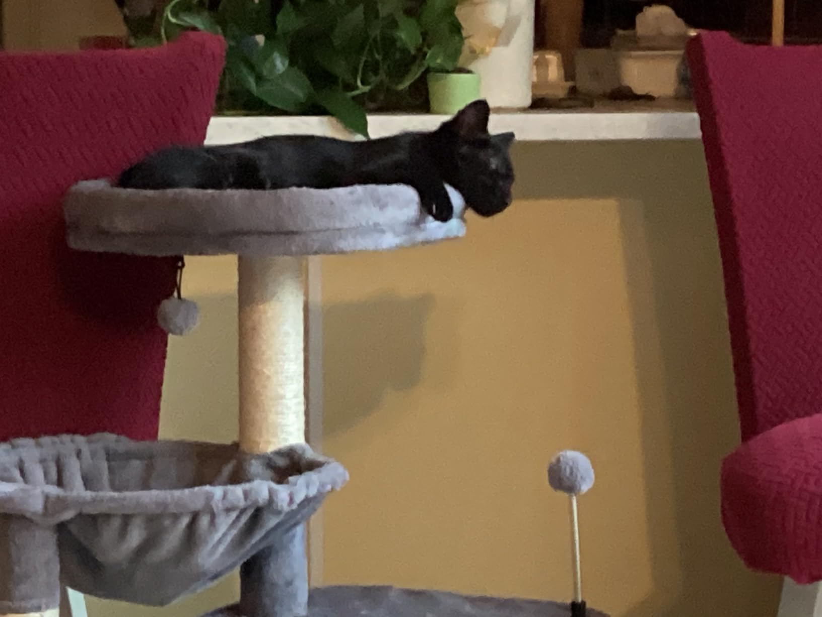 YUNIQUE Cat Tree with Cat Condo and Big Hammock, Grey customer photo 2