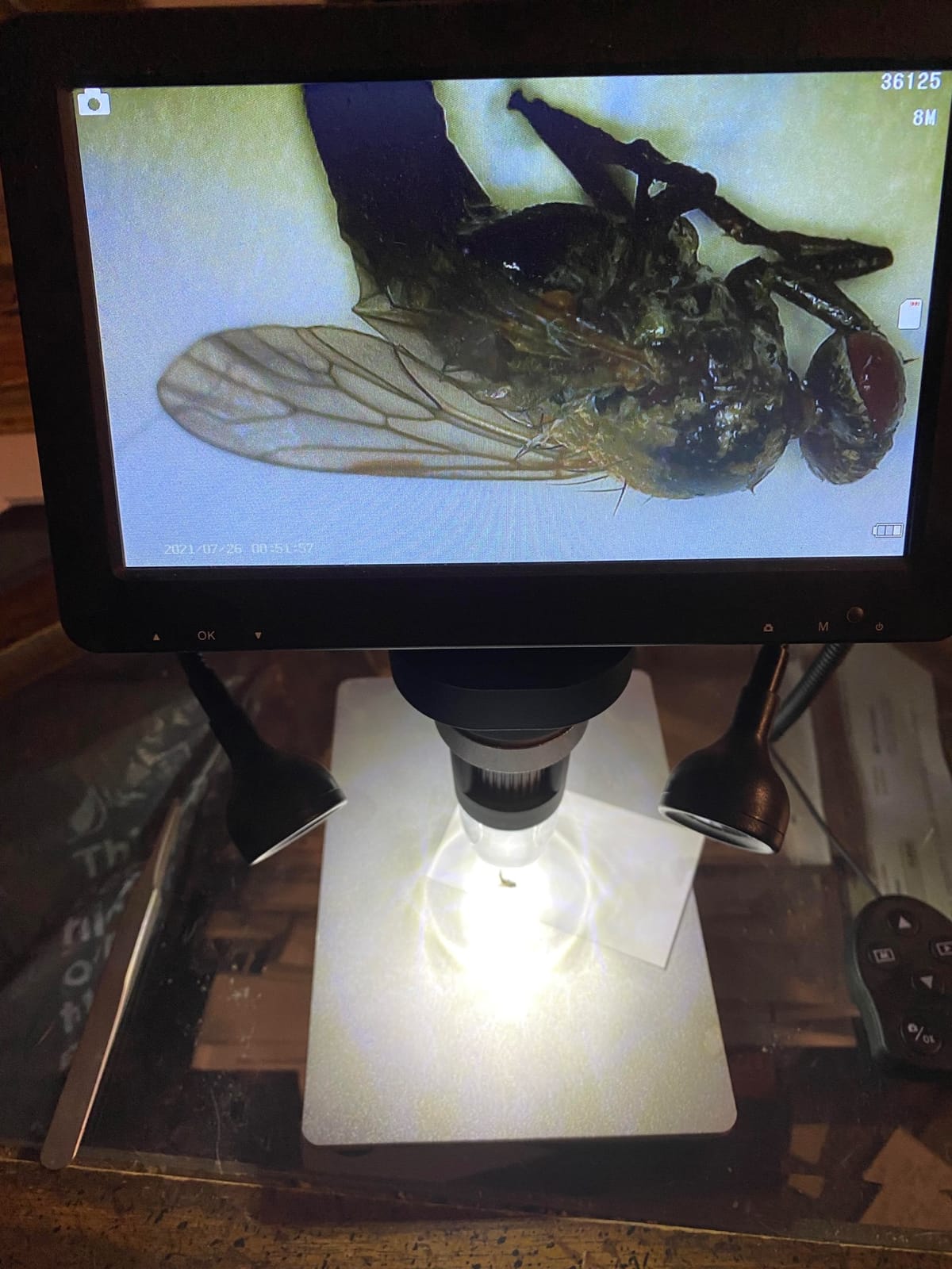 7'' Digital Microscope 1200X,Dcorn 12MP 1080P Photo/Video Microscope for Adults Soldering Coins,Metal Stand,Wired Remote,10 LED Fill Lights,PC View,Windows/Mac Compatible customer photo 1