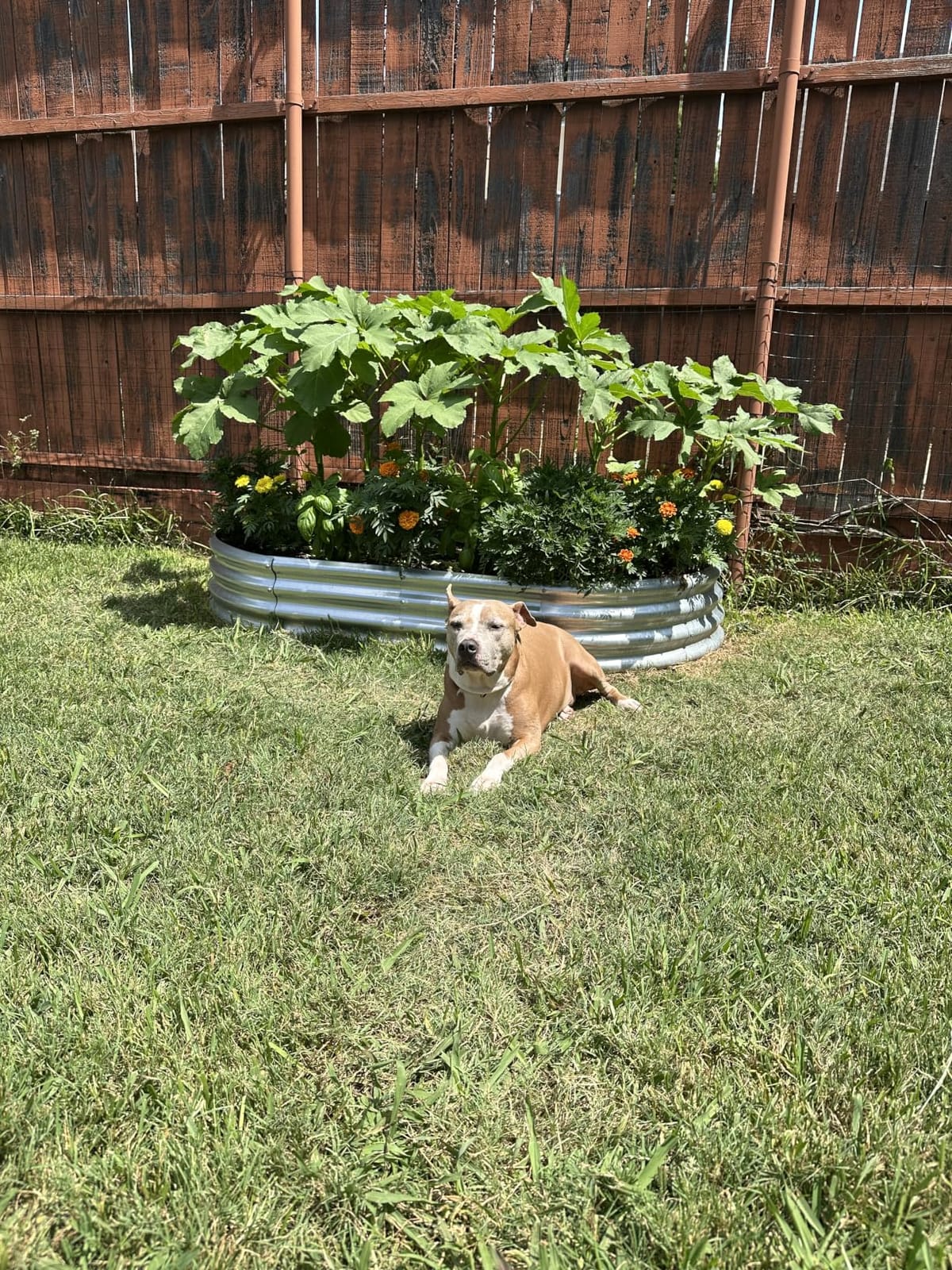 Land Guard Galvanized Raised Garden Bed Kit, Galvanized Planter Garden Boxes Outdoor, Oval Large Metal Raised Garden Beds for Vegetables………… customer photo 1