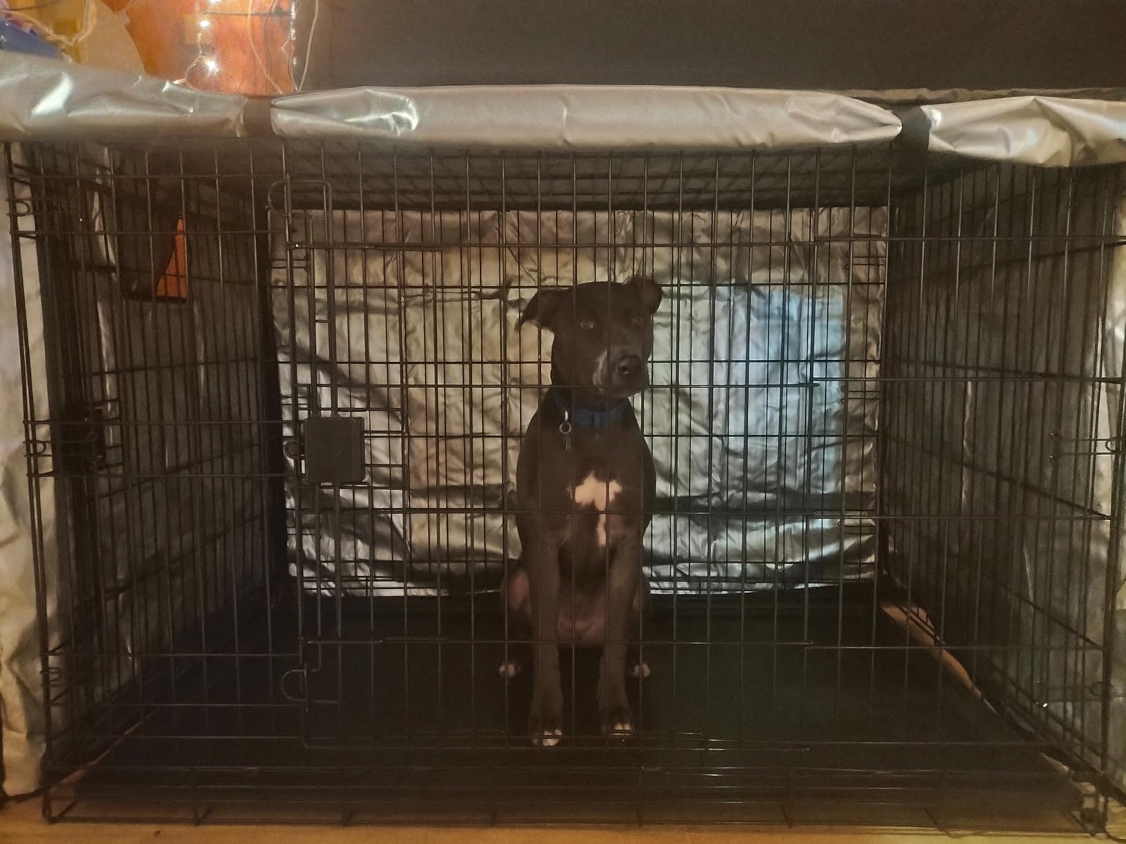 Amazon Basics Portable Metal Wire Dog Crate for Large Dogs, Double Door with Removable Tray, Divider Panel, Easy to Assemble, 48
