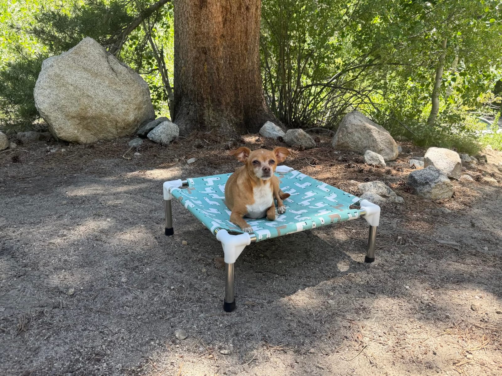 Elevated Dog Bed Pet cot for Small Dogs, Indoor and Outdoor Use customer photo 2