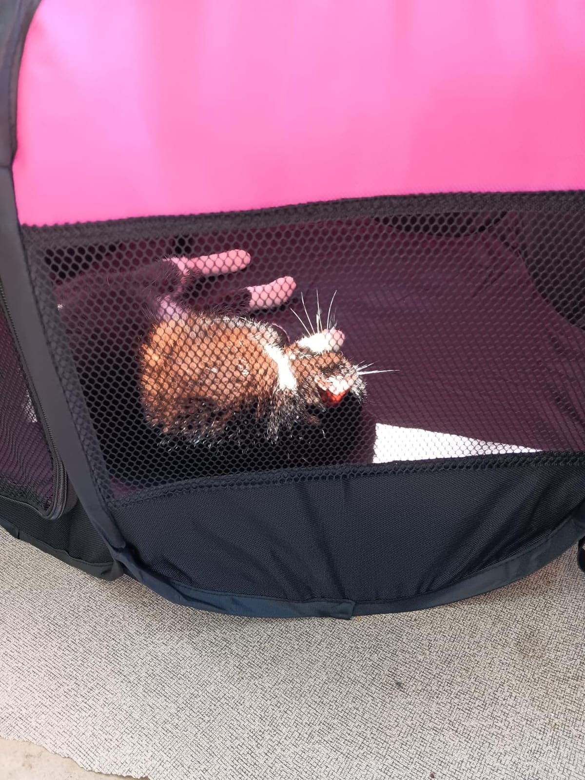 GOOZII Pet Cat Playpen for Indoor Cats Enclosed, Portable Foldable Dog Playpen Outdoor Tent Crate Cage with Zipper Top Cover Door for Kitten Puppy Outside Rv Car Camper (Small Size, Pink) customer photo 1