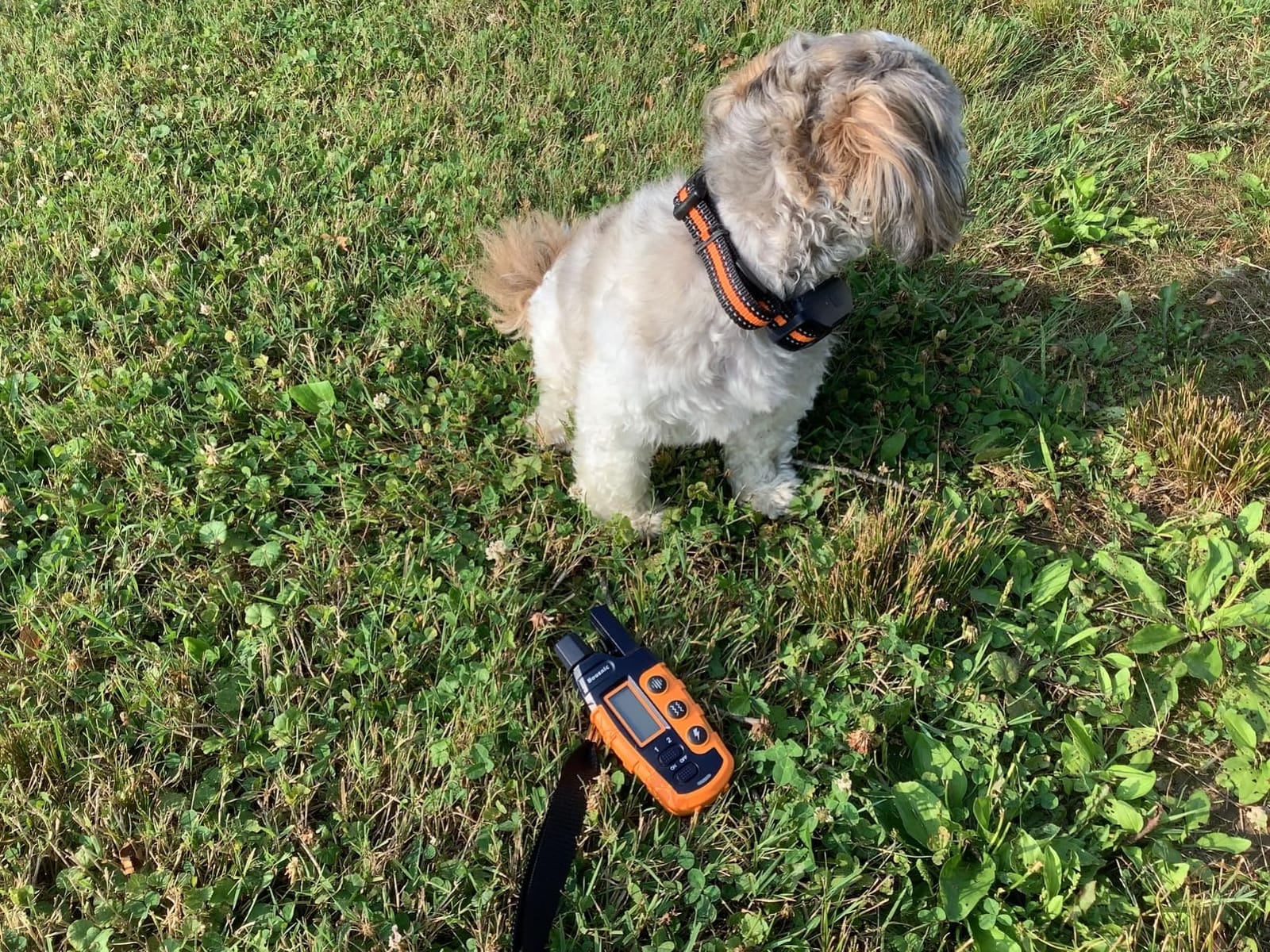 Bousnic Dog Shock Collar - 3300Ft Dog Training Collar with Remote for 5-120lbs Small Medium Large Dogs Rechargeable Waterproof e Collar with Beep (1-8), Vibration(1-16), Safe Shock(1-99) (Orange) customer photo 1