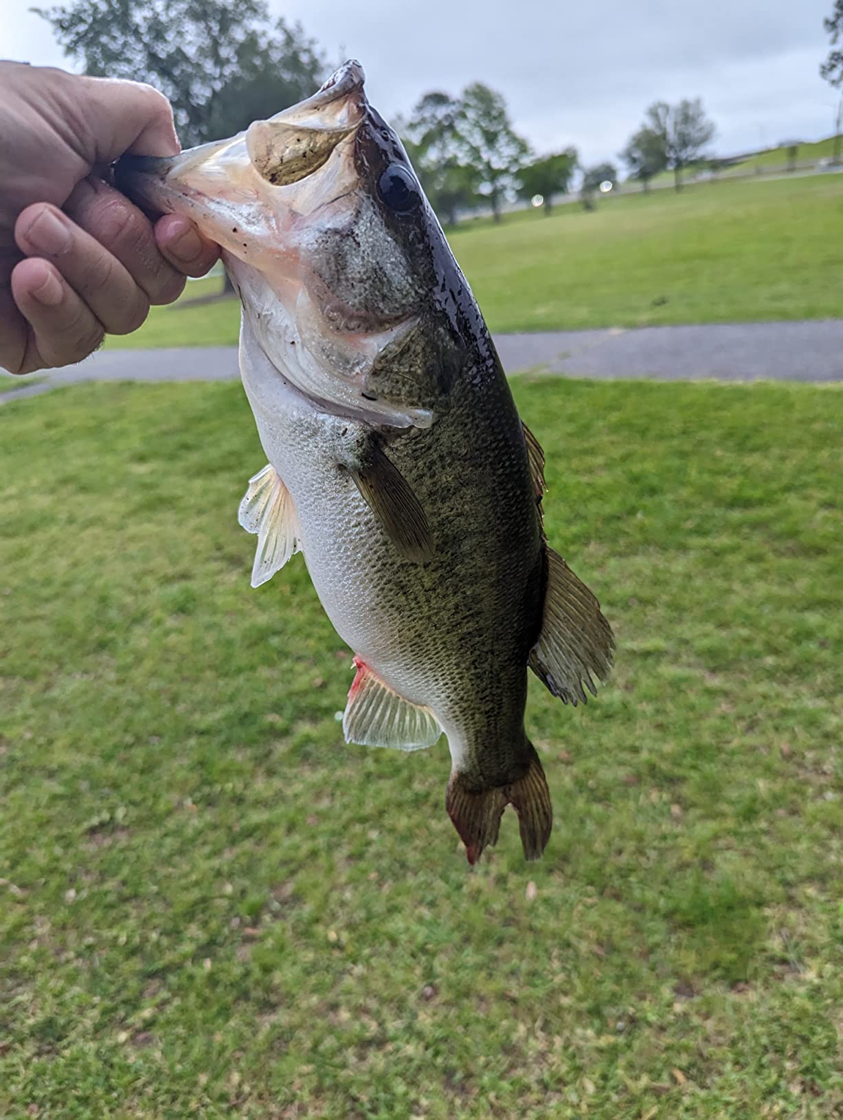 KastKing Centron Lite Baitcasting Fishing Reels with 7.1:1 Gear Ratio customer photo 2