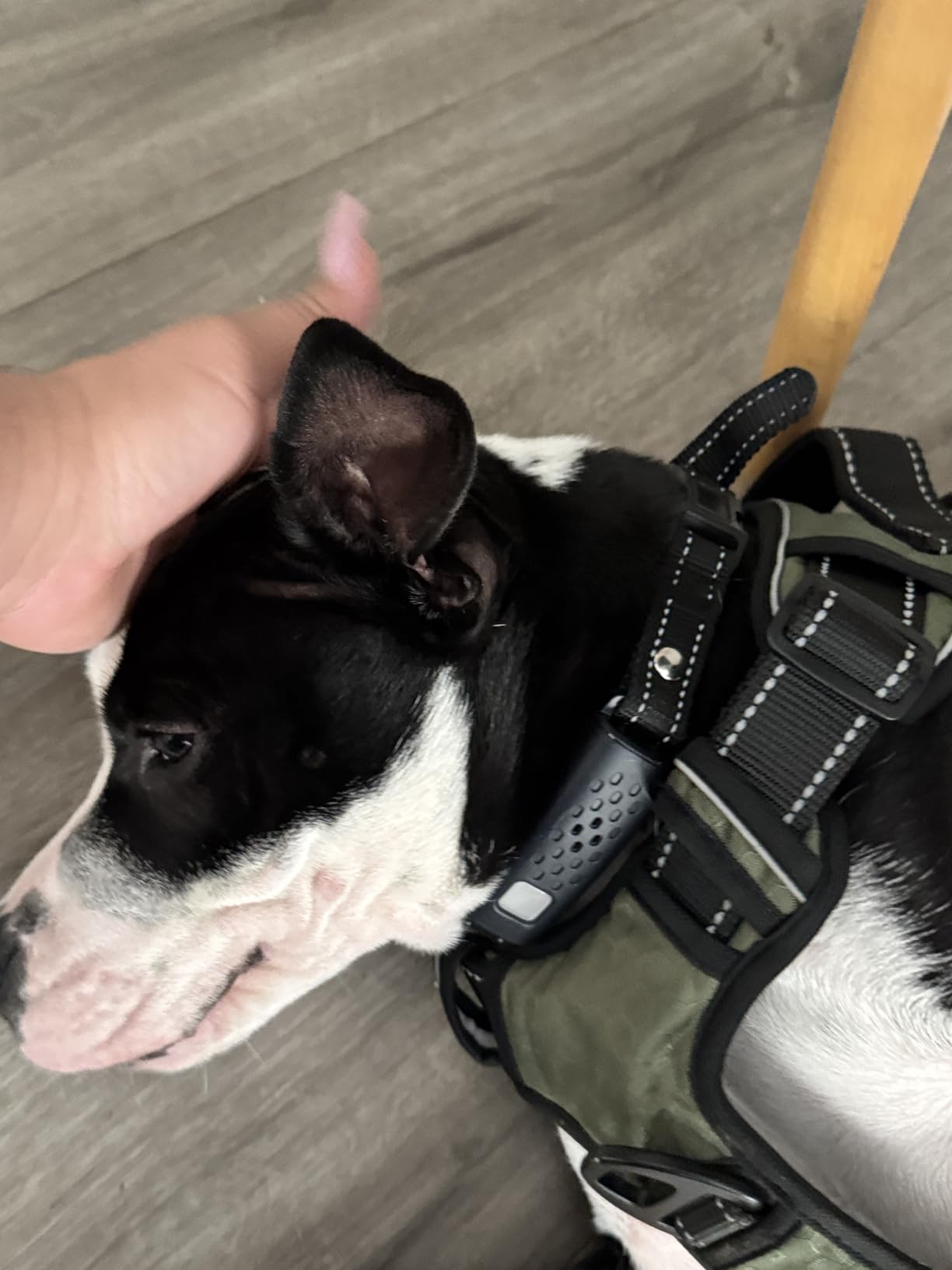 Shock Collar for Dogs - 4500FT Dog Training Collar with Remote, Waterproof e Collar with Flashlight, 4 Training Modes, Keypad Lock, Rechargeable Dog Shock Collar for Small Medium Large Dogs customer photo 1