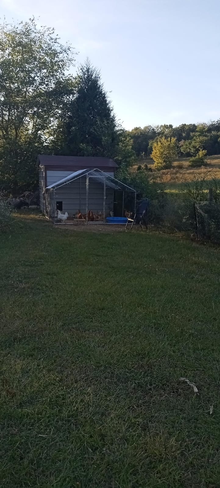 Morngardo 10×10×6.5 FT Metal Chicken Coop, Walk-in Chicken Run for 20 Chickens, Galvanized Steel Frame with Waterproof UV-Resistant Cover, Poultry Cage Pen for Duck Rabbit (96.8 Square Feet) customer photo 1