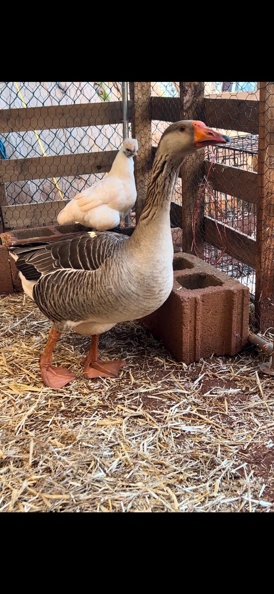 Morngardo 10×10×6.5 FT Metal Chicken Coop, Walk-in Chicken Run for 20 Chickens, Galvanized Steel Frame with Waterproof UV-Resistant Cover, Poultry Cage Pen for Duck Rabbit (96.8 Square Feet) customer photo 2