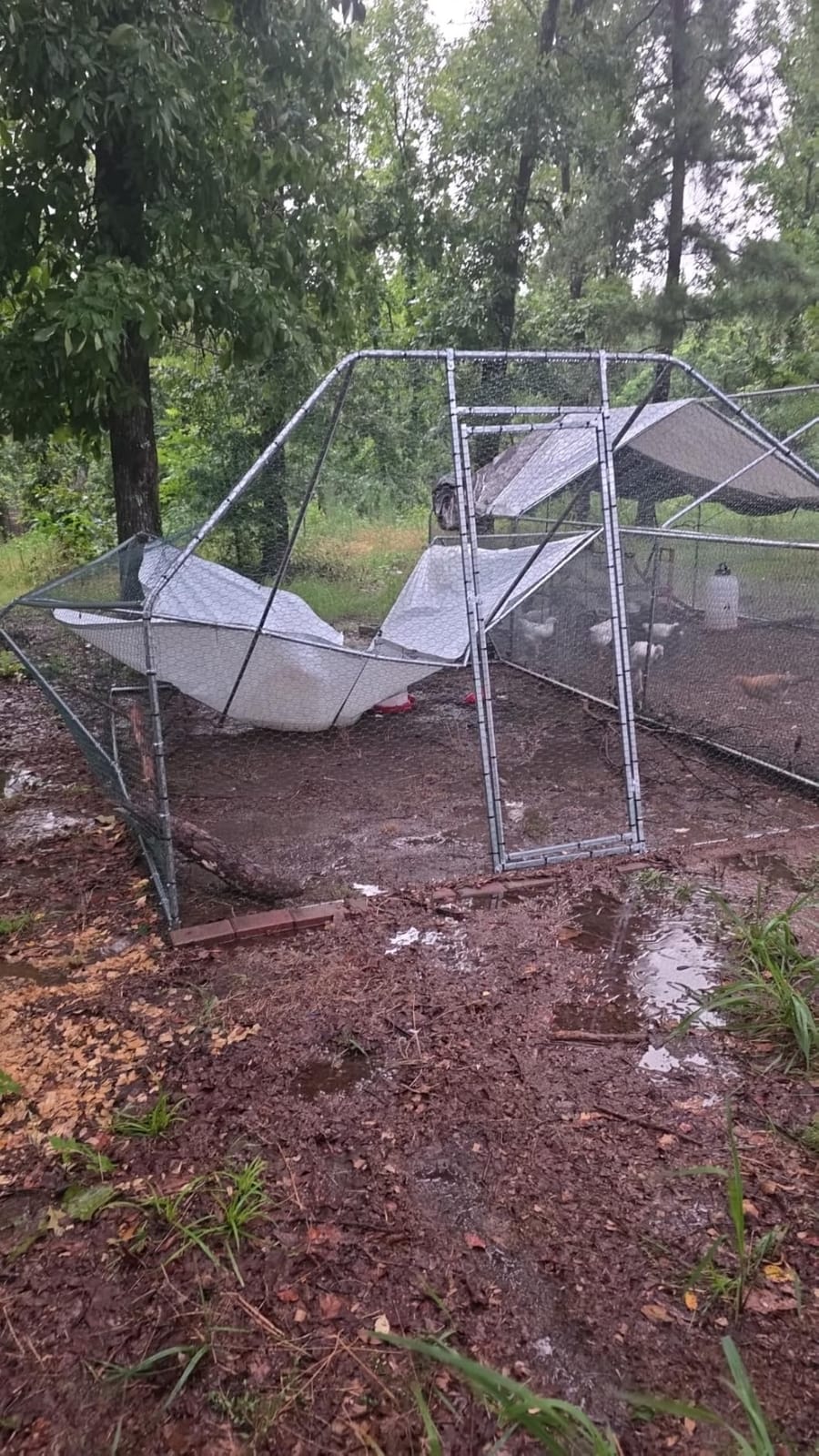 CHIKENCOOP 9.8 x 6.5 x 6.5 ft Metal Chicken Coop, Chicken Run with Cover | Walk-in outdoor enclosure with waterproof UV-resistant cover, reinforced frame, and 47 x 40 in eucalyptus perch customer photo 1