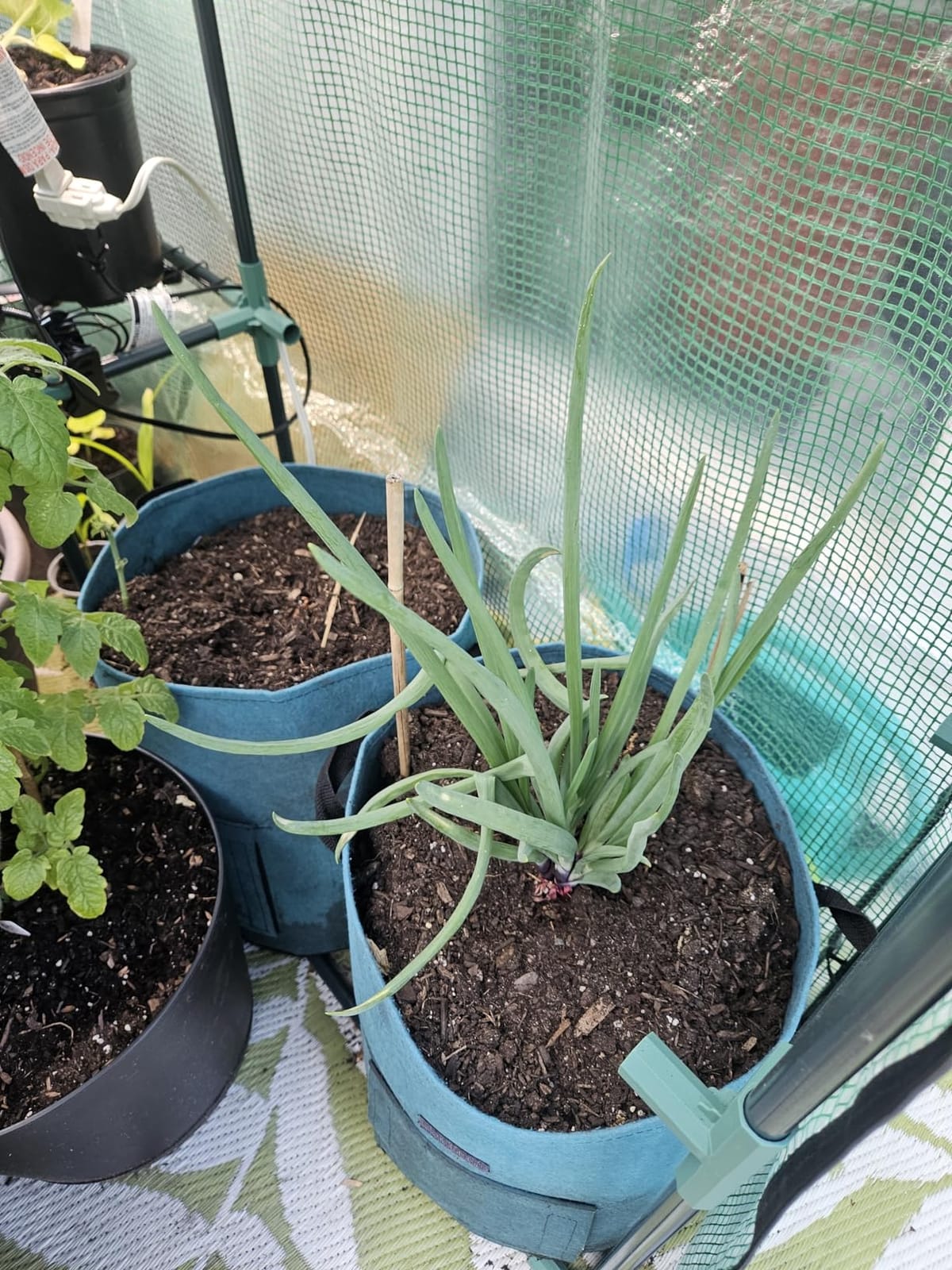 Greengro Greenhouse, 57 × 57 × 76