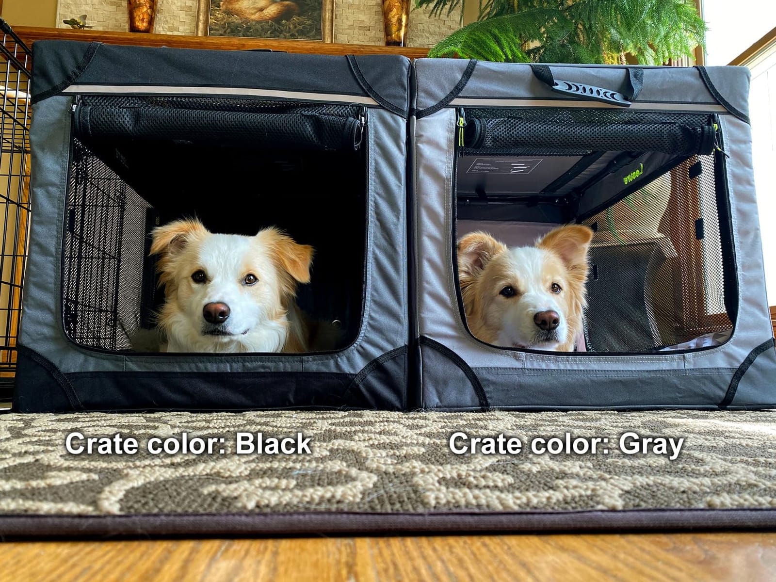 Lesure Today Show Soft Collapsible Dog Crates for Large Dogs, 36in Black customer photo 1