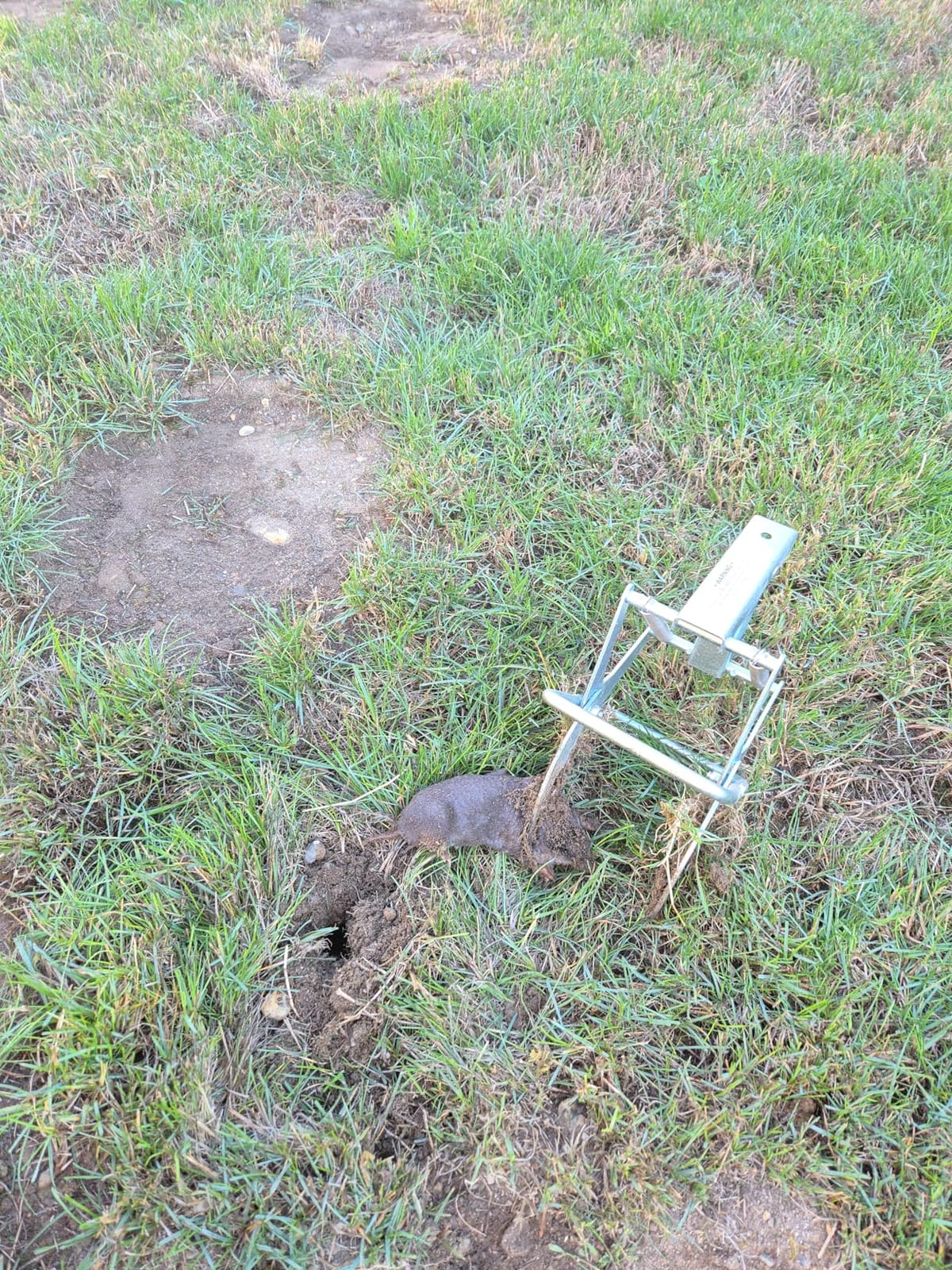 Mole Trap Scissor 2 Pack, Polaflex Mole Traps for Lawns, Step-Set customer photo 2