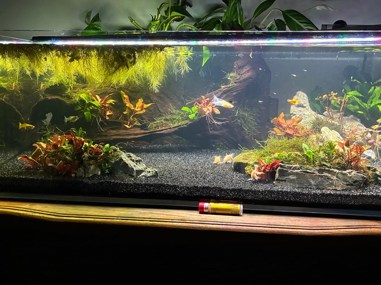 Landen Aquarium Cube 15.6 Gallon Ultra Clear Glass Rimless Fish Tank 40C customer photo 1
