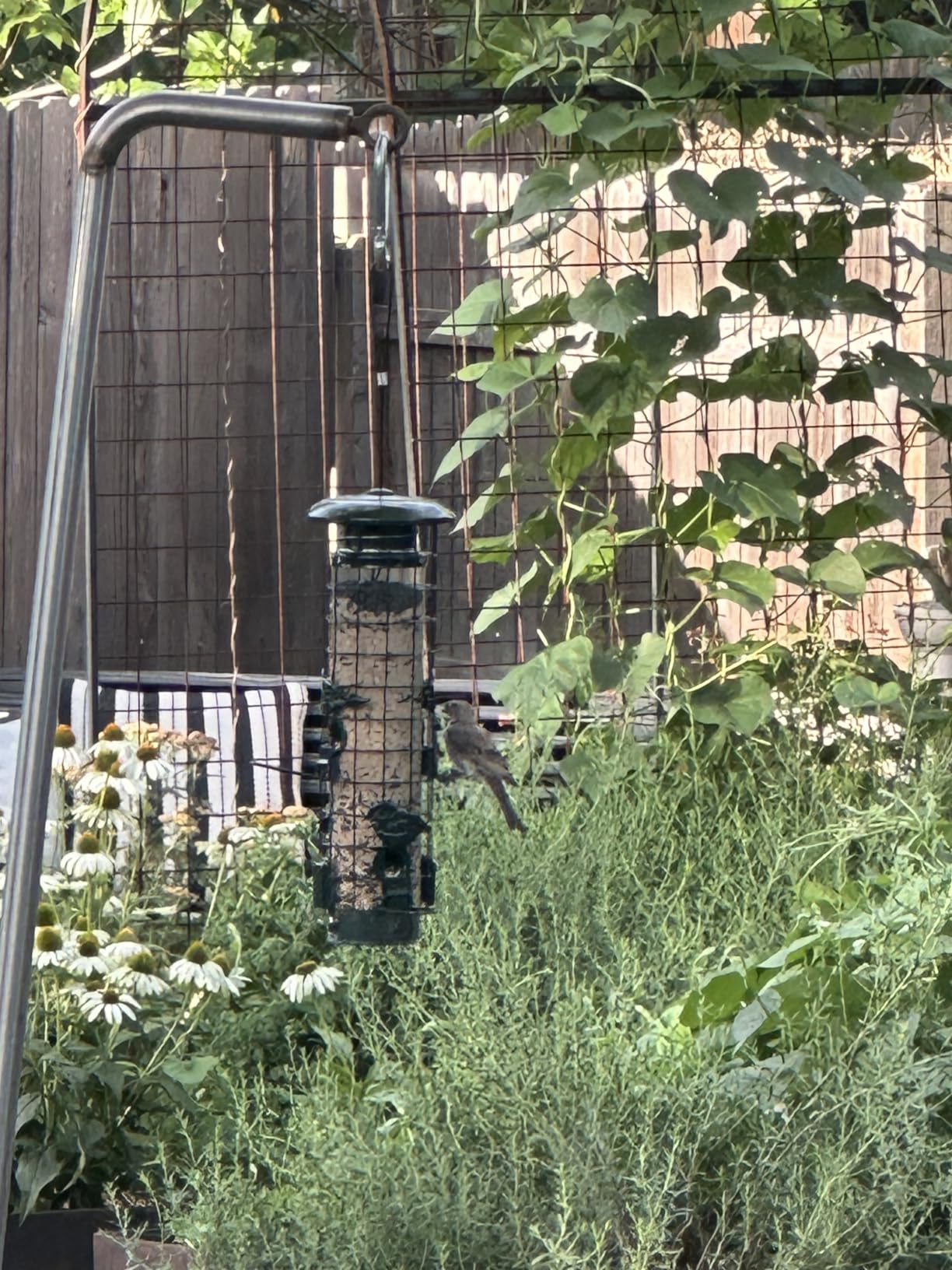 Squirrel Proof Bird Feeder,Metal Mesh Bird Feeders for Outdoors Hanging,Gravity Protection Squirrel Proof Wild Bird Feeders with Finch Cardinal Chickadee,3LB Large Capacity,Green customer photo 1