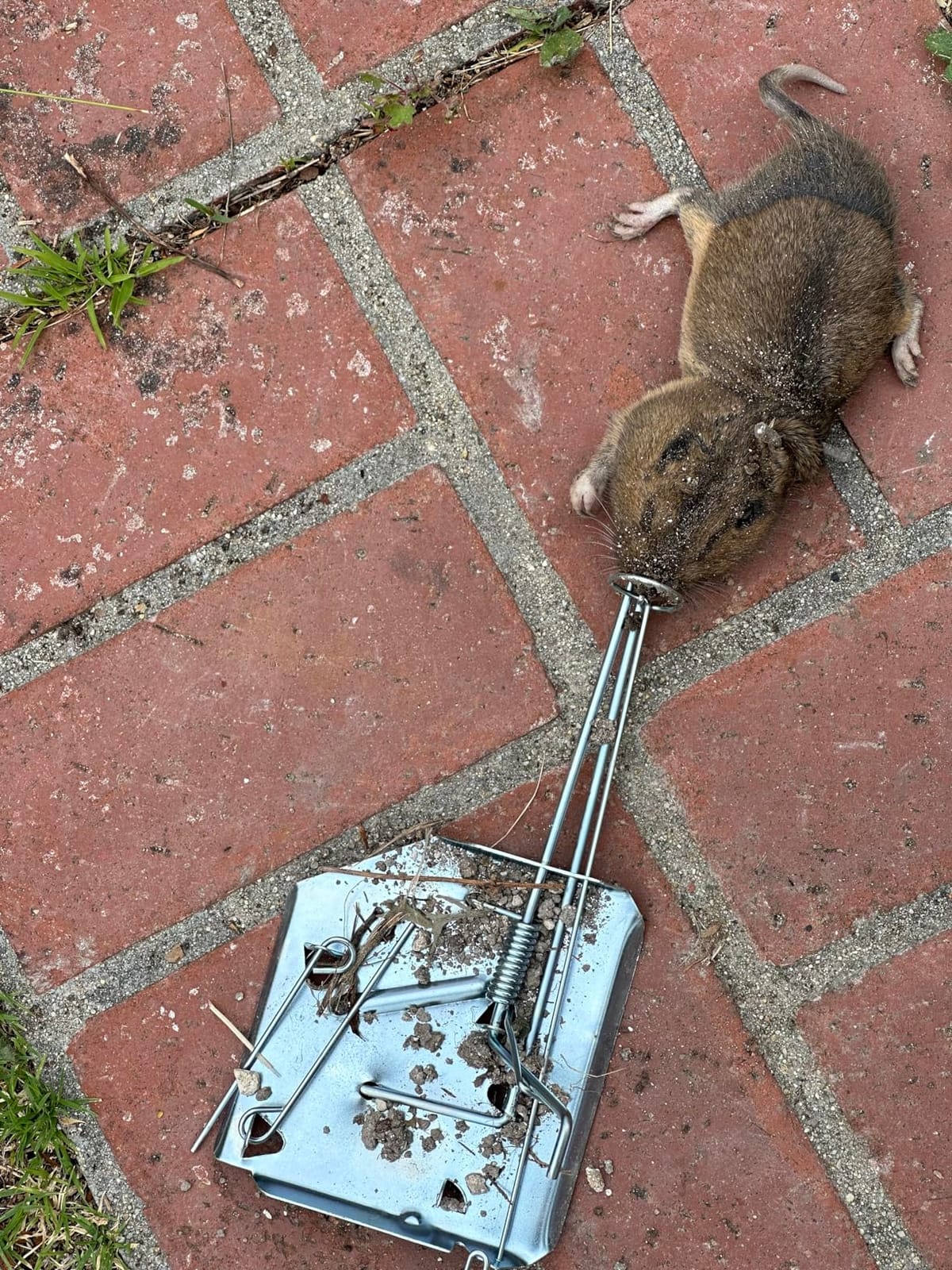 Qualirey 4 Pack Mole Gopher Trap Outdoor Lawn Farm,Silver customer photo 1